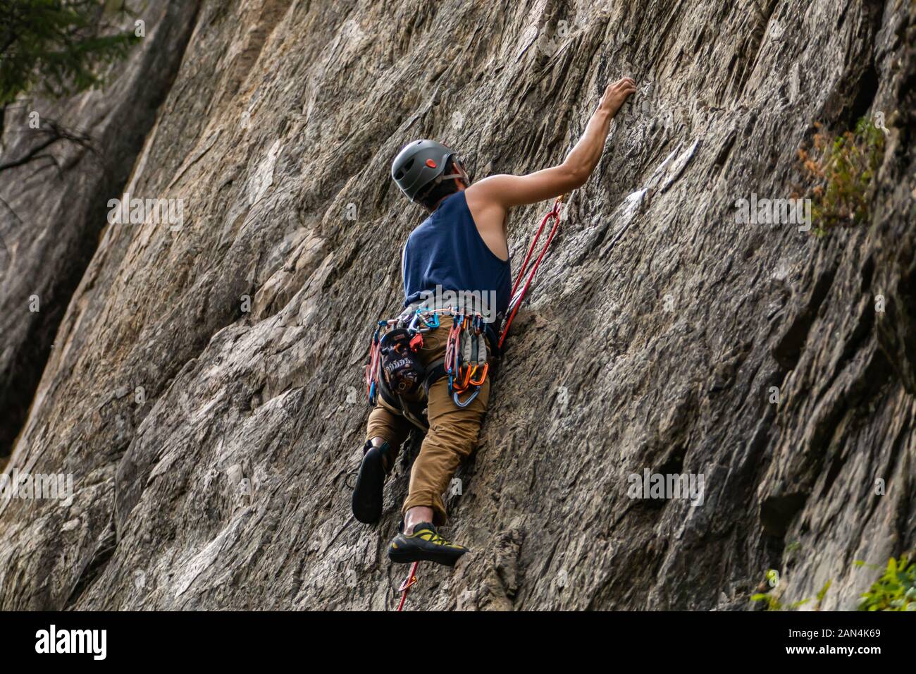 Living Fossils: Ancient Plants Found Only in Australia
