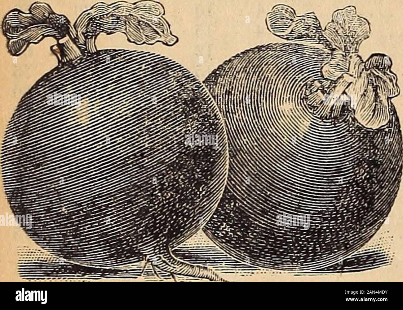 36th annual catalog what to plant how to plant when to plant . Early