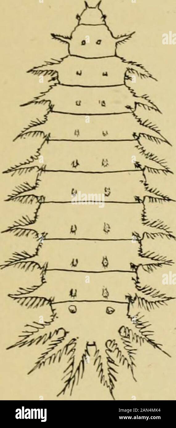 Handbook of medical entomology . was that of a woman offifty-five who suffered from albuminuria, andurinated with much difficulty, and finally passedthirty to forty larvae of Fannia canicularis. It is probable that infestation usually occilrsthrough eating partially decayed fruit or vege-tables on which the flies have deposited theireggs. Wellman points out that the flies maydeposit their eggs in or about the anus ofpersons using outside privies and Hewittbelieves that this latter method of infection is probably the commonone in the case of infants belonging to careless mothers. Suchinfants ar Stock Photo
