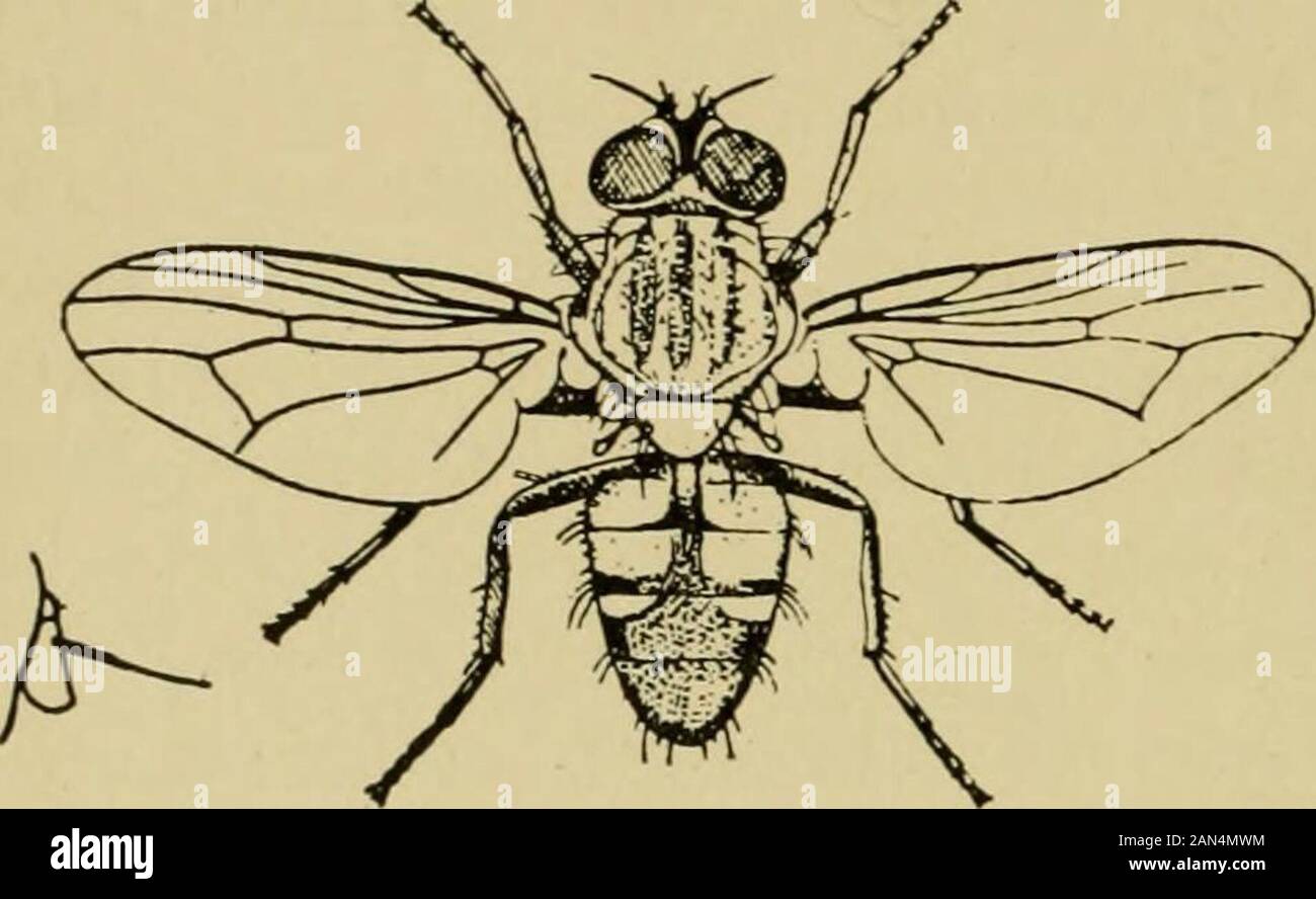 Thiasis Handbook of medical entomology . thiasis. More specifically, they have ...