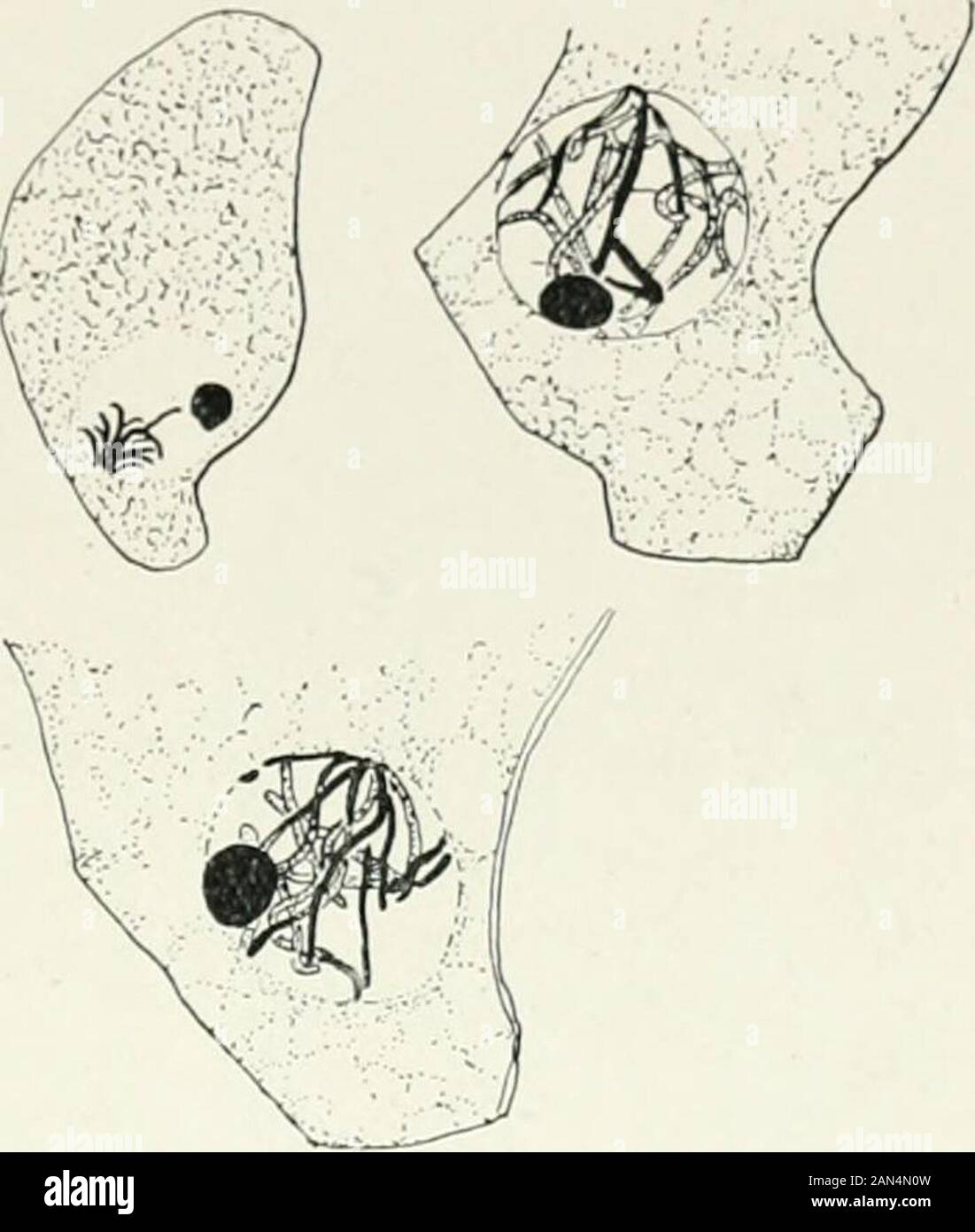 Fungi, Ascomycetes, Ustilaginales, Uredinales . J ASCOMYCETES 45 was proposed. The occurrence of ;i brachymeiotic reduction has since beenobserved in several other fungi, and has also been in several cases denied. Chromosome Association. There are a number of fungi, of whichPhyllactinia Corylea is perhaps the most fully studied, in which no change inthe chromosome number takes placethroughout the life-history. In Phyl-lactinia, Harper showed in 1905 thatthe chromosomes remain visible instrands attached to the central bodythroughout the resting stages. Ineach of the nuclei of the developingascu Stock Photo