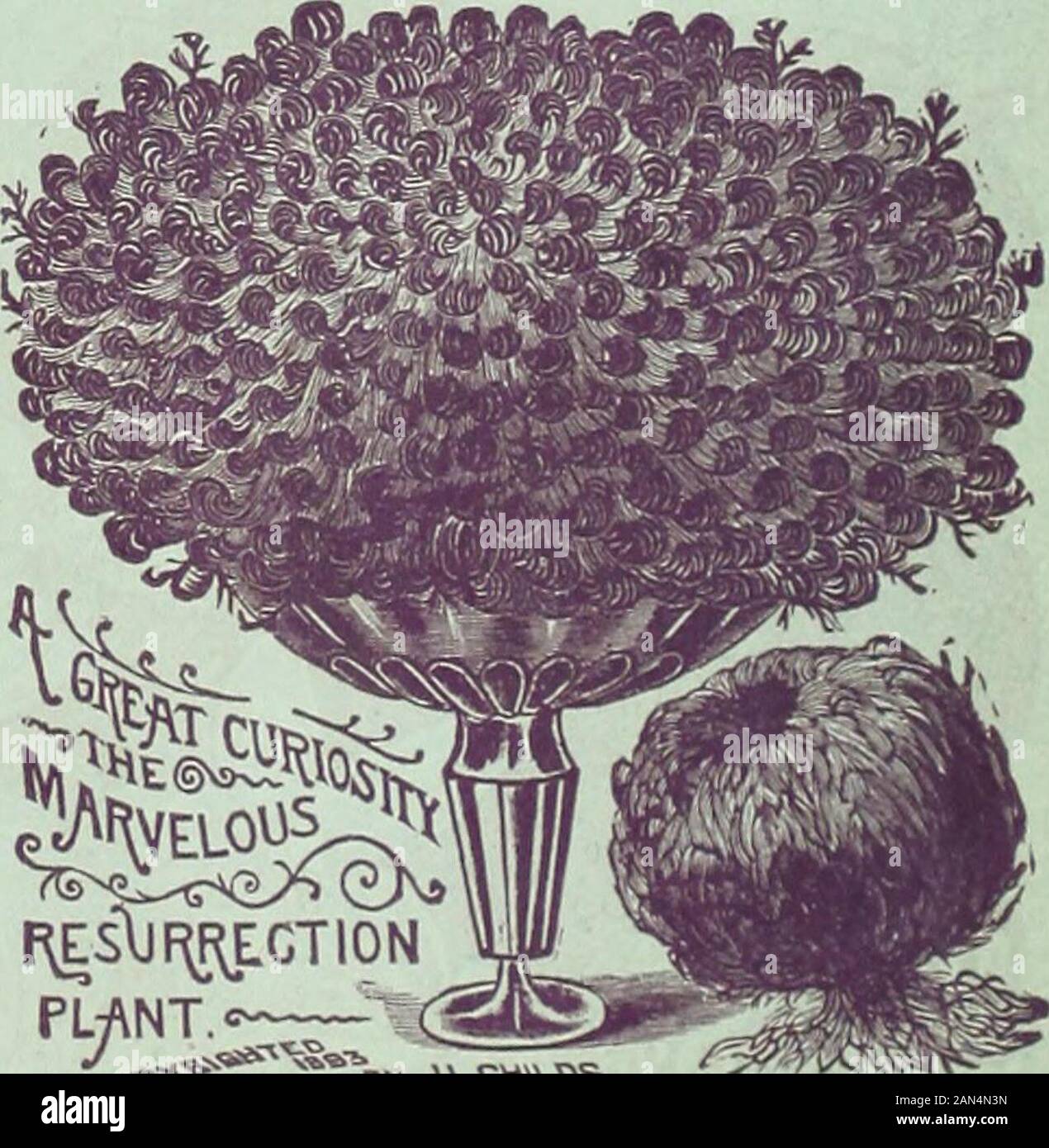 Childs' rare flowers, vegetables & fruits for 1895 . ngle or Transplanting Trotoel. This new Tool is the finest thing for garden work webAve ever seen. For transplanting, lifting or setting plantsor bulbs, it has no equal. Postpaid, 25 cents each. J^asscllia Jtiqcca. This plant has long, wiry, leafless stems which grow Ingraceful, drooping masses, flowing like hair. On these barestems are borne quantities of lone, tubular flowers of themost vivid .scarlet color, something like a Manettia bloom,but more numerous. It is a novel and beautiful plant, suita-ble either for beds in summer or lor pot Stock Photo