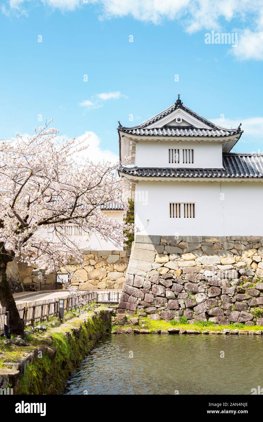 Japanese Spring Castle Hikone castle with spring cherry blossoms in Shiga, Japan Stock Photo ...