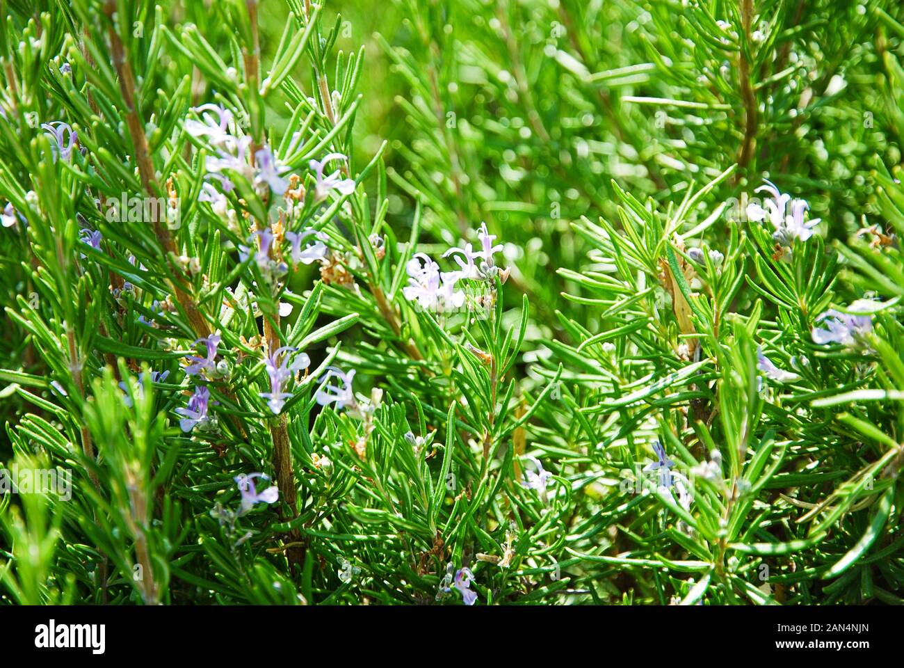 Rosemary (Salvia Rosmarinus or Rosmarinus officinalis L.) growing in kitchen garden Stock Photo