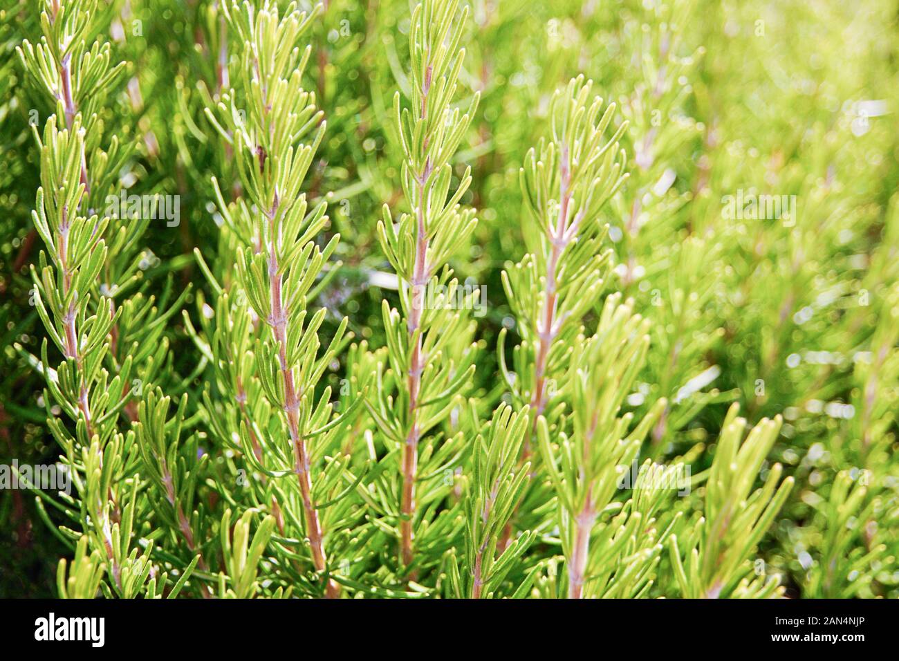 Fresh rosemary plant in sunny garden (Salvia Rosmarinus or Rosmarinus officinalis L.) Stock Photo