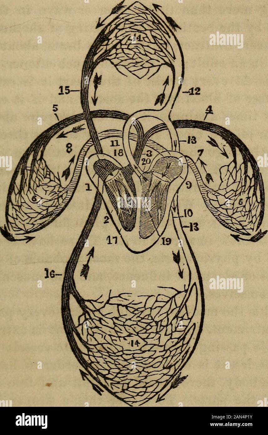 Full body muscles anatomy hi-res stock photography and images - Alamy