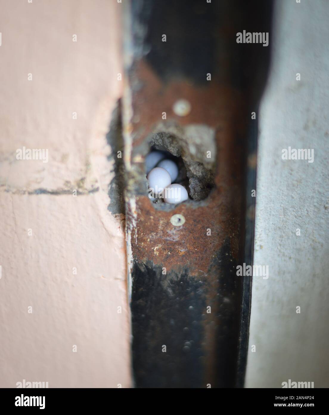 Common house gecko eggs deposited in a hole of a door frame. Merida, Yucatan, Mexico. Stock Photo