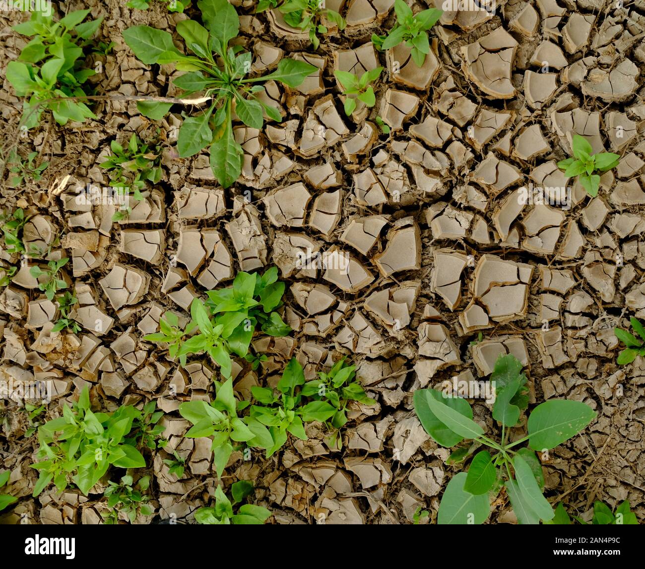 Dry and broken soil surface made of light brown muddy fluvial material with new young green plants growing out of the cracks. Stock Photo