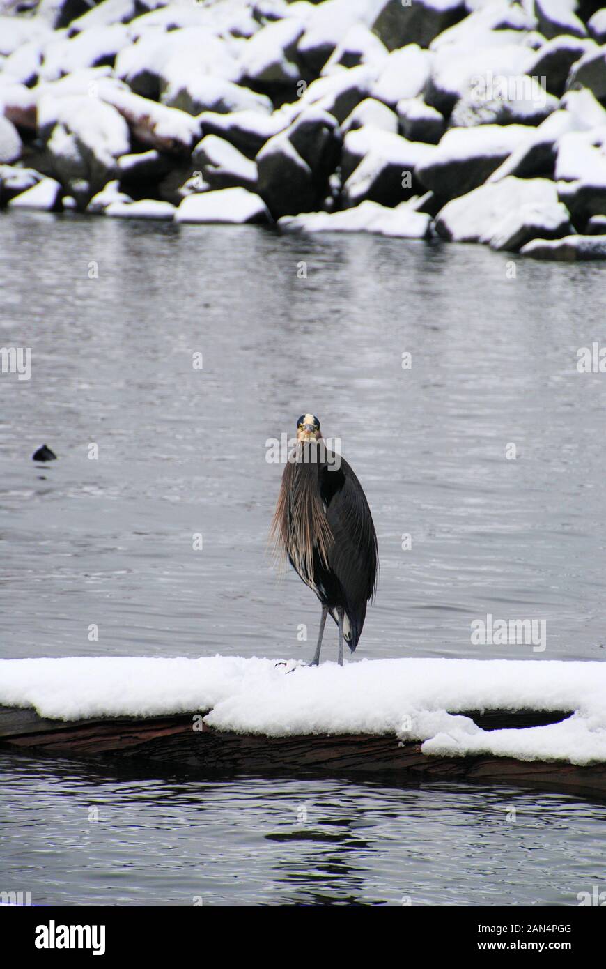 A cute great blue heron (Ardea herodias) standing and staring forward on a snowy log, in a white winter sea landscape, in Canada Stock Photo