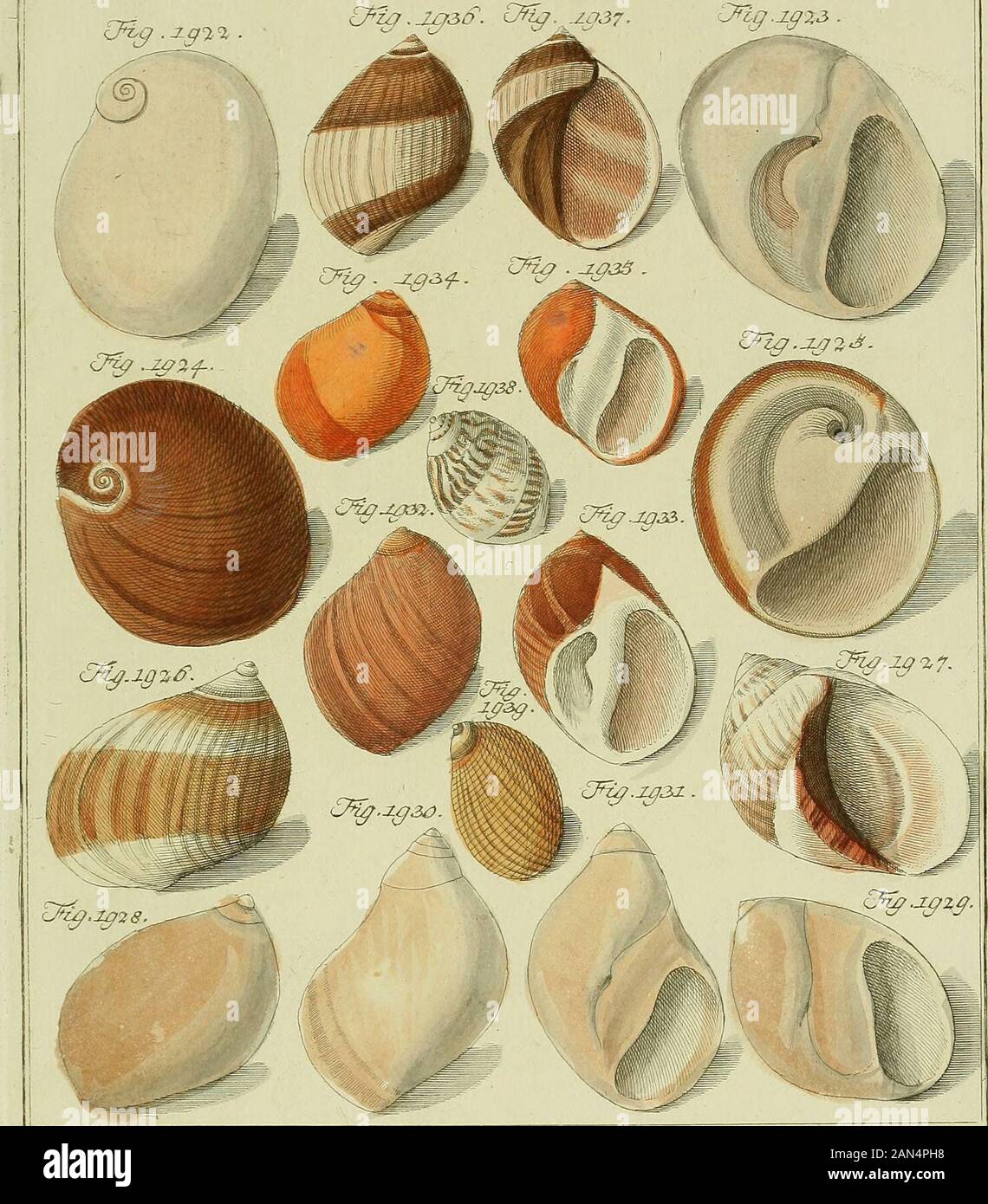 Neues Systematisches Conchylien Cabinet O Cxxxszs Isxabd T Oteiifcn C L Xq30 Cni Zp37 Yig 23 C Ct Gt Rx X X 7hxff Txt Gt Vchtiit Yiexutxx A Y F Stock Photo Alamy Neues Systematisches Conchylien Cabinet O Cxxxszs Isxabd T Oteiifcn C L Xq30 Cni Zp37 Yig 23 C Ct Gt Rx X X 7hxff Txt Gt Vchtiit Yiexutxx A Y F Stock Photo Alamy
