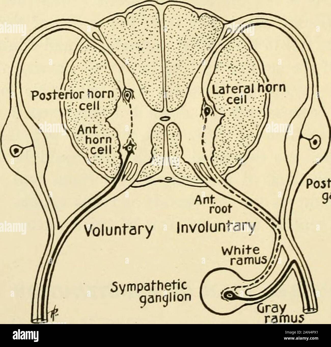 Physiology and biochemistry in modern medicine . thespinal cord before  connecting with the effector neuron nerve cells, whicharc contained in the  various ganglia found throughout the body, whereas 877 878 THE CENTRAL