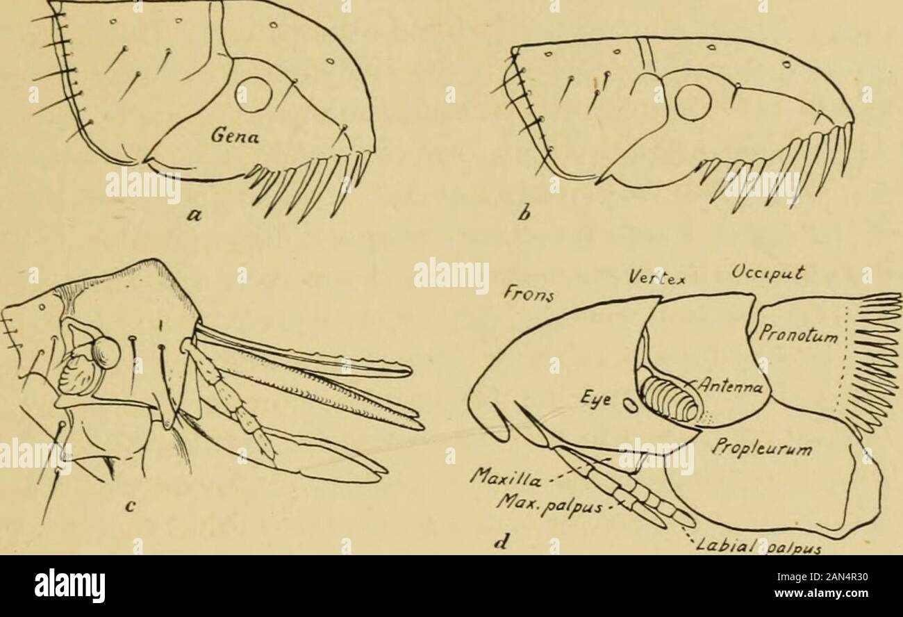 Xenopsylla Cheopis Ocular Bristle
