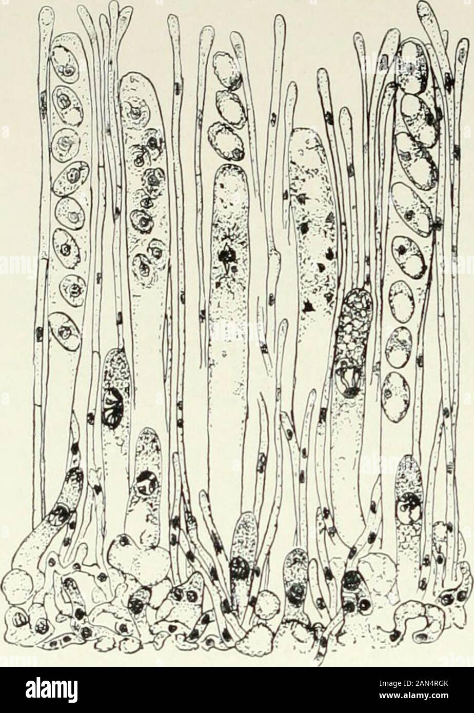 Fungi, Ascomycetes, Ustilaginales, Uredinales . her by an irregular tear or by dehiscencealong a definite line, and the spores are shot out in a jet of liquid while thedeflated ascus sinks back to about half its size (figs. 4, 5). In forms with anexplosive mechanism the ascus often elongates considerably during the latterpart of its development; the spores are arranged at the upper end and eitherfloat suspended in the fluid contents of the ascus, or are attached to theapex and to one another by cytoplasmic strands (Sordaria, Podospora,fig. 2 e). The explosive ejection of spores from different Stock Photo