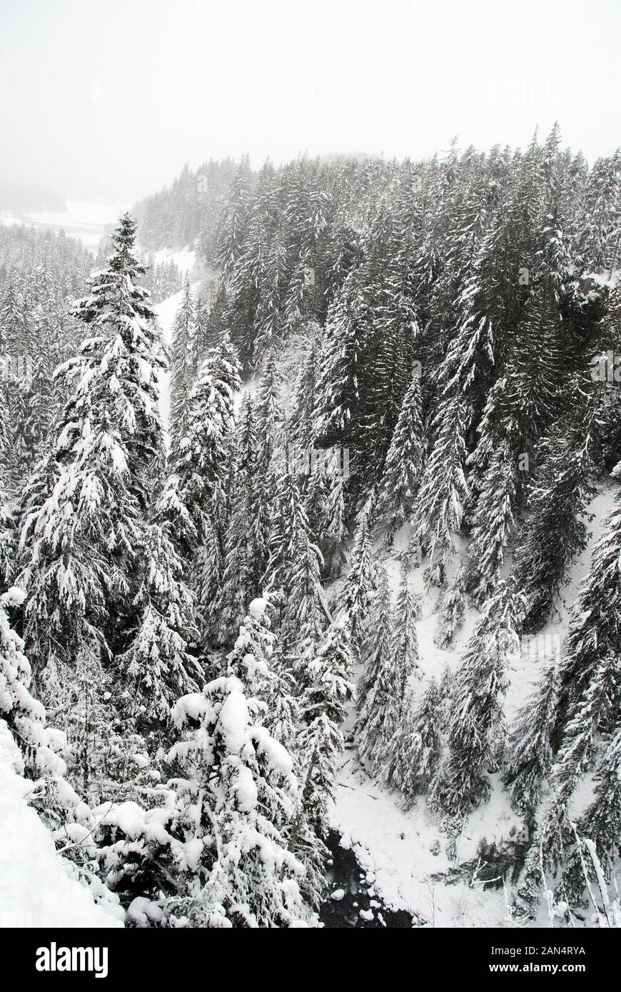 Snow covered evergreen trees in the deep valley at Brandywine Falls Provincial Park, British Columbia, Canada Stock Photo