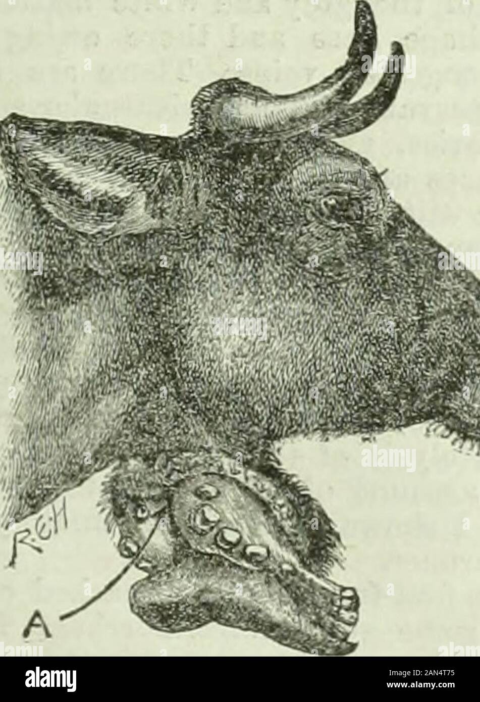 British medical journal . Fio 9 —The skull? 0,beaded child, aged 4