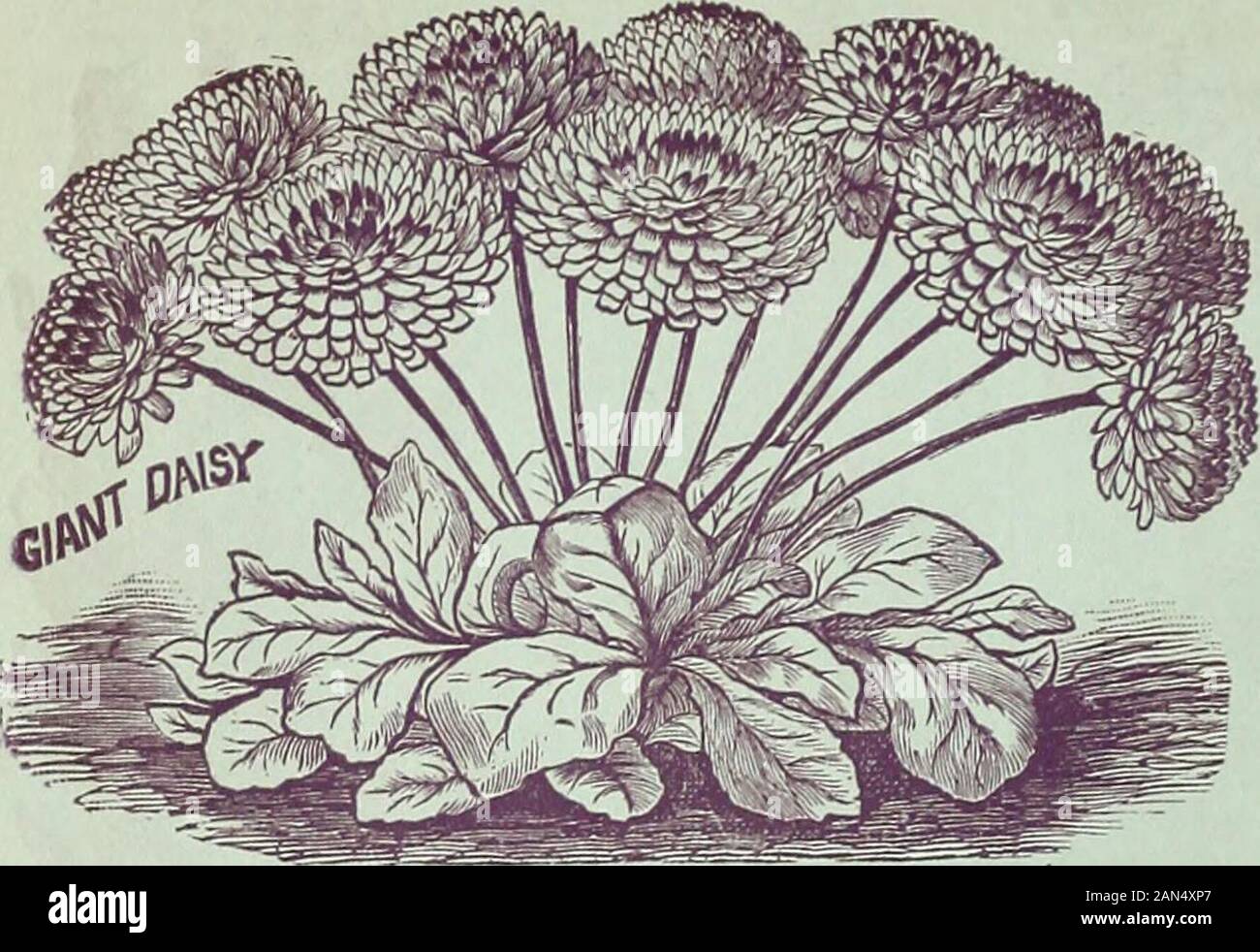 Childs' rare flowers, vegetables & fruits for 1895 . Ricii^iis Zapzibapei^sis. iF^i u several varieties of this superb new Ricinus allof which are characterized by extra large and handfiomileaves compact branching growth, forming a perfect nvmmid o/elegant foliage. Thesled are Veryl?|eaSd elch^^S^ Llit^r^r&n-dHL^ouli^^ 12 JOHN LEWIS CHILDS, FLORAL PARK, QUEENS CO., N. Y.. Yari^^ated Cabbage. This is a unique novelty among vegetables and is a highlyornamental plant. It is of the ordinary size and habit ofgrowth of a cabbage, but the dark green leaves are streakedand blotched with white, rose, r Stock Photo