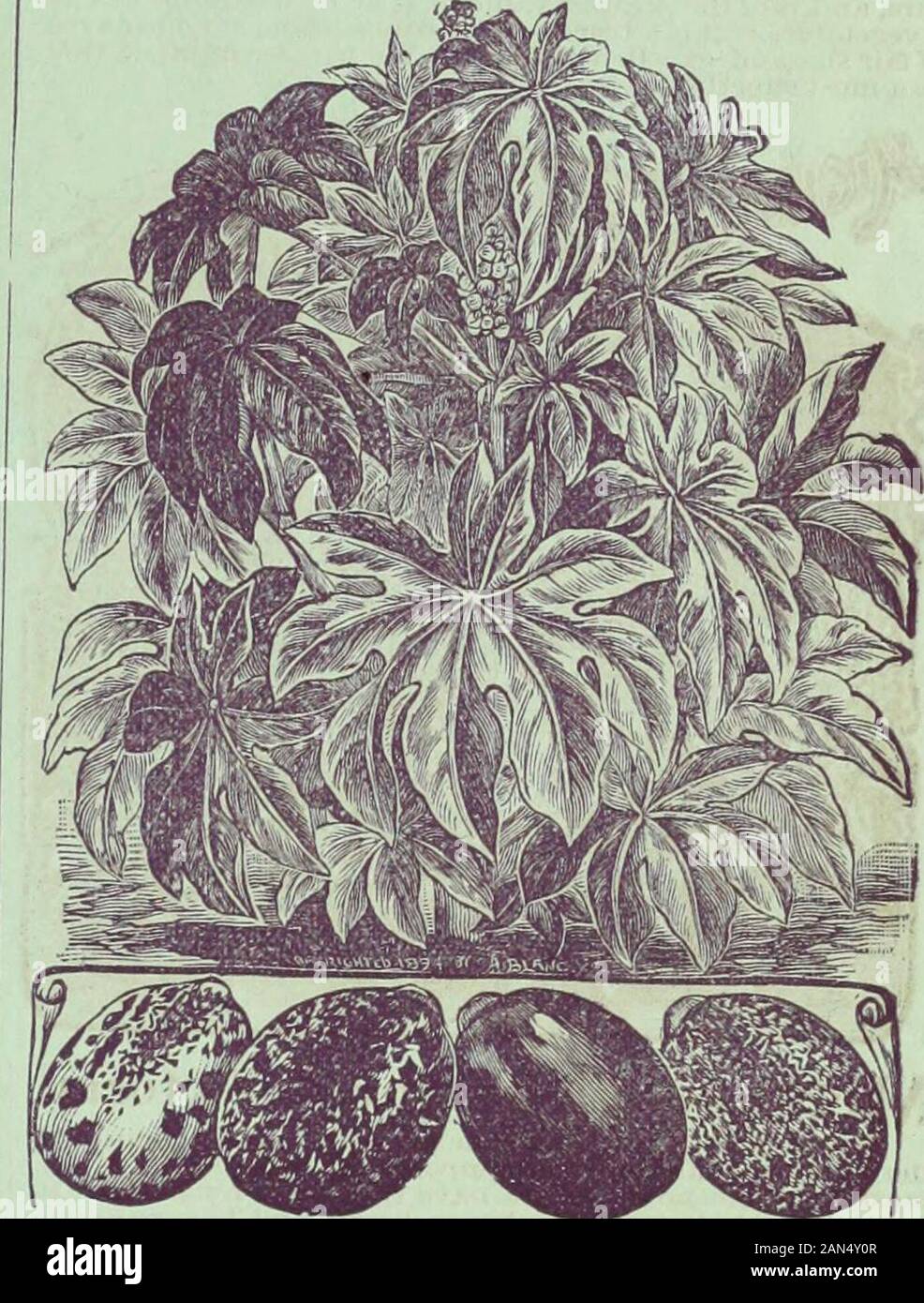 Childs' rare flowers, vegetables & fruits for 1895 . Escl^sct^oltzia Maritin^a. liU-Ai^H^ whitish grey foliage, finely cutandfem like, and large light canary colored blossoms with deen snotaat base of each petal. Splendid new garden flower Pkt 10c. Ricii^iis Zapzibapei^sis. iF^i u several varieties of this superb new Ricinus allof which are characterized by extra large and handfiomileaves compact branching growth, forming a perfect nvmmid o/elegant foliage. Thesled are Veryl?|eaSd elch^^S^ Llit^r^r&n-dHL^ouli^^ 12 JOHN LEWIS CHILDS, FLORAL PARK, QUEENS CO., N. Y. Stock Photo