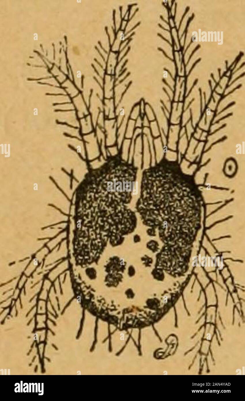 A preliminary introduction to the study of entomologyTogether with a chapter on remedies, or methods that can be used in fighting injurious insects; insect enemies of the apple tree and its fruit, and the insect enemies of small grains . 30i INSECT ENEMIES OF SMALL GRAINS. through the building, especially where mites abound, and, wherethey are particularly thick, it might be well to let a little bi-sul-phide of carbon evaporate, remembering that this vapor is heavierthan air and that it is exceedingly inflammable.*The Eed Spider {Tetranychus telarius Linn.)The common red spider of greenhouses Stock Photo