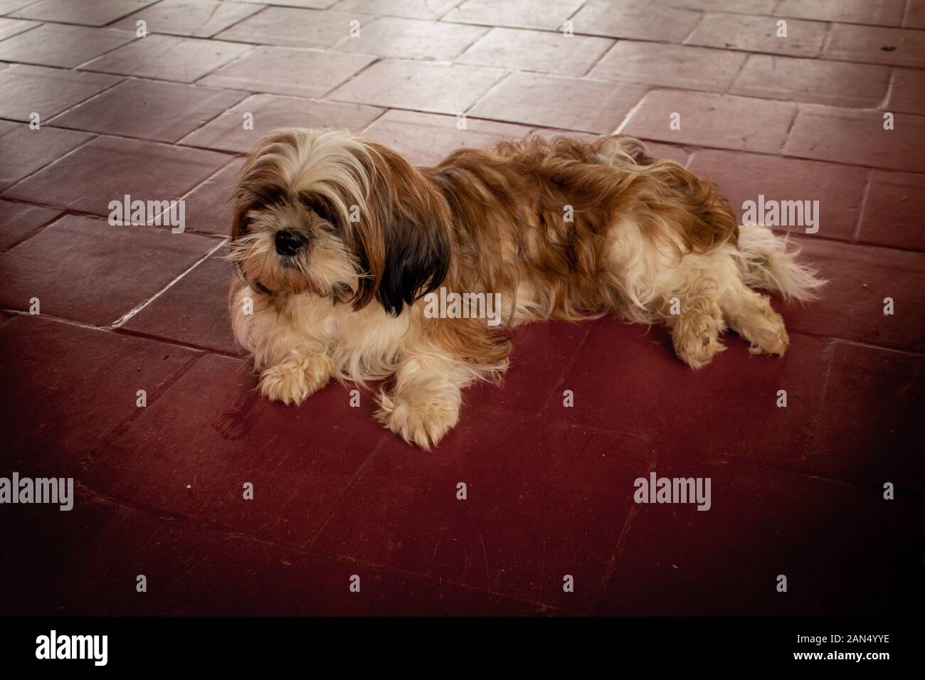 Long Haired Black White Shih Tzu Stock Photos Long Haired Black