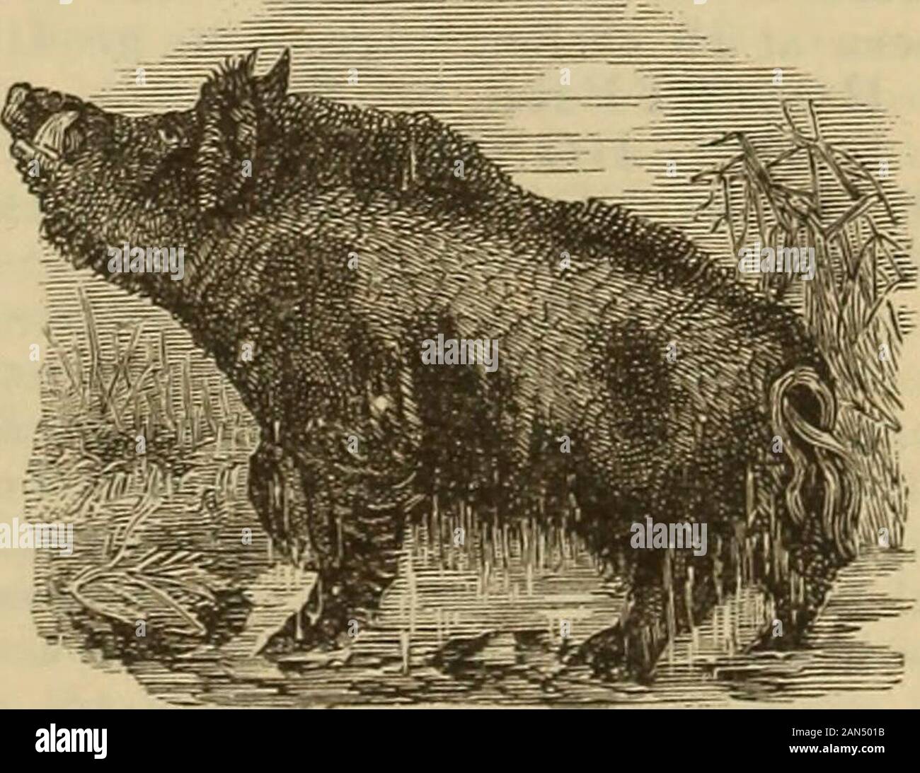 A Dictionary Of The Bible.. . S Strangled And Fromblood Continued For A  Long Time. In Thecouncil Of The Apostles Held At Jerusalem,Acts 15, It Was  Declared That Converts Frompaganism Should Not