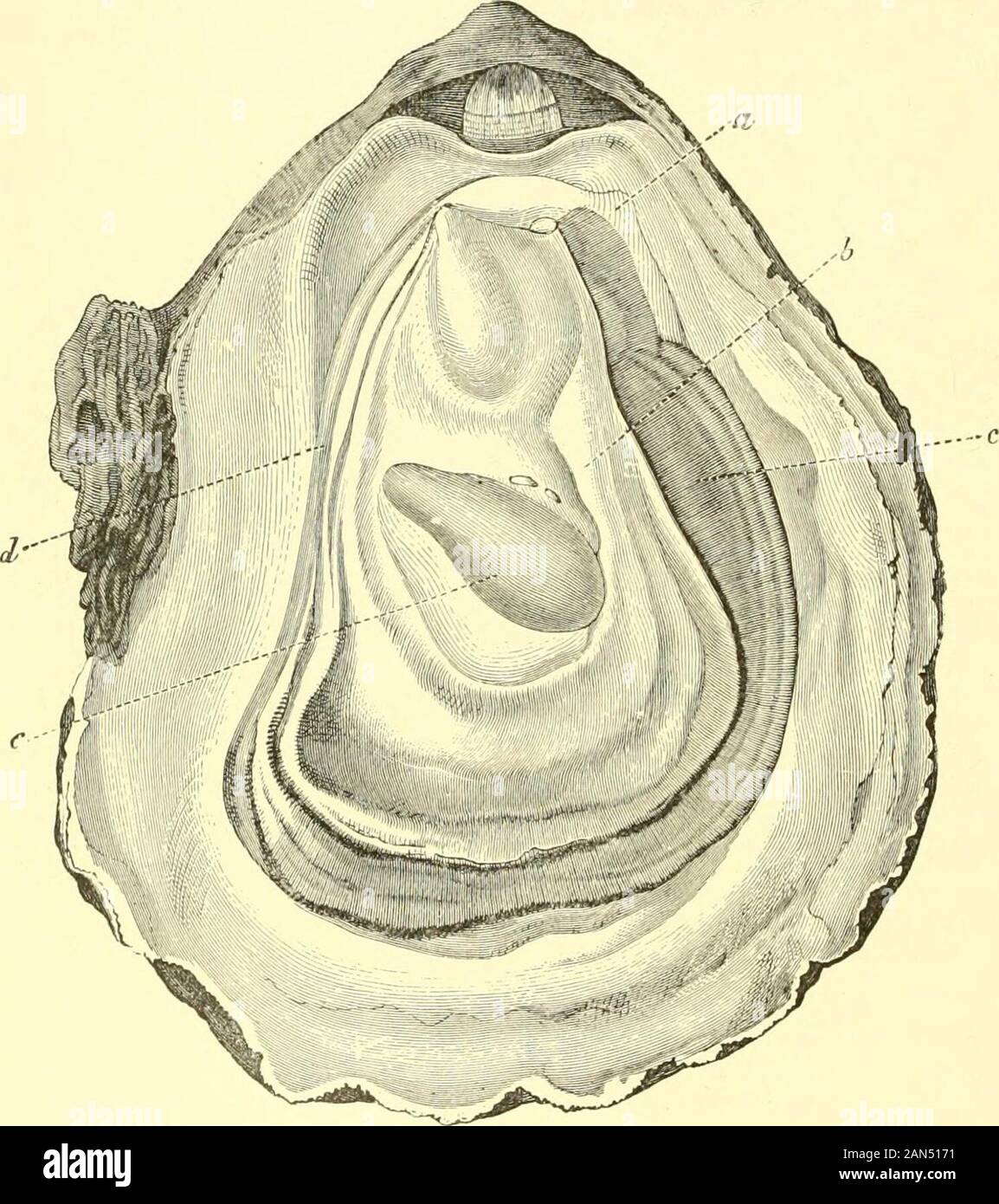 The royal natural history . sed bya single adductor. Thesexes are separate inthe American oyster(Ostrea virginiana),but united in theBritish 0. edulis. Ina gastronomic point ofview the oyster standsfar above all othermolluscs, and its arti-ficial cultivation waspractised by theancient Romans, andat the present timeforms a most import-ant industry in manyparts of the globe.The oyster is veryprolific, a single in-dividual of the common species having been estimated to contain over a millionembryos, whilst the American form is said to discharge ten times as many.0. edulis is not full - grown unti Stock Photo