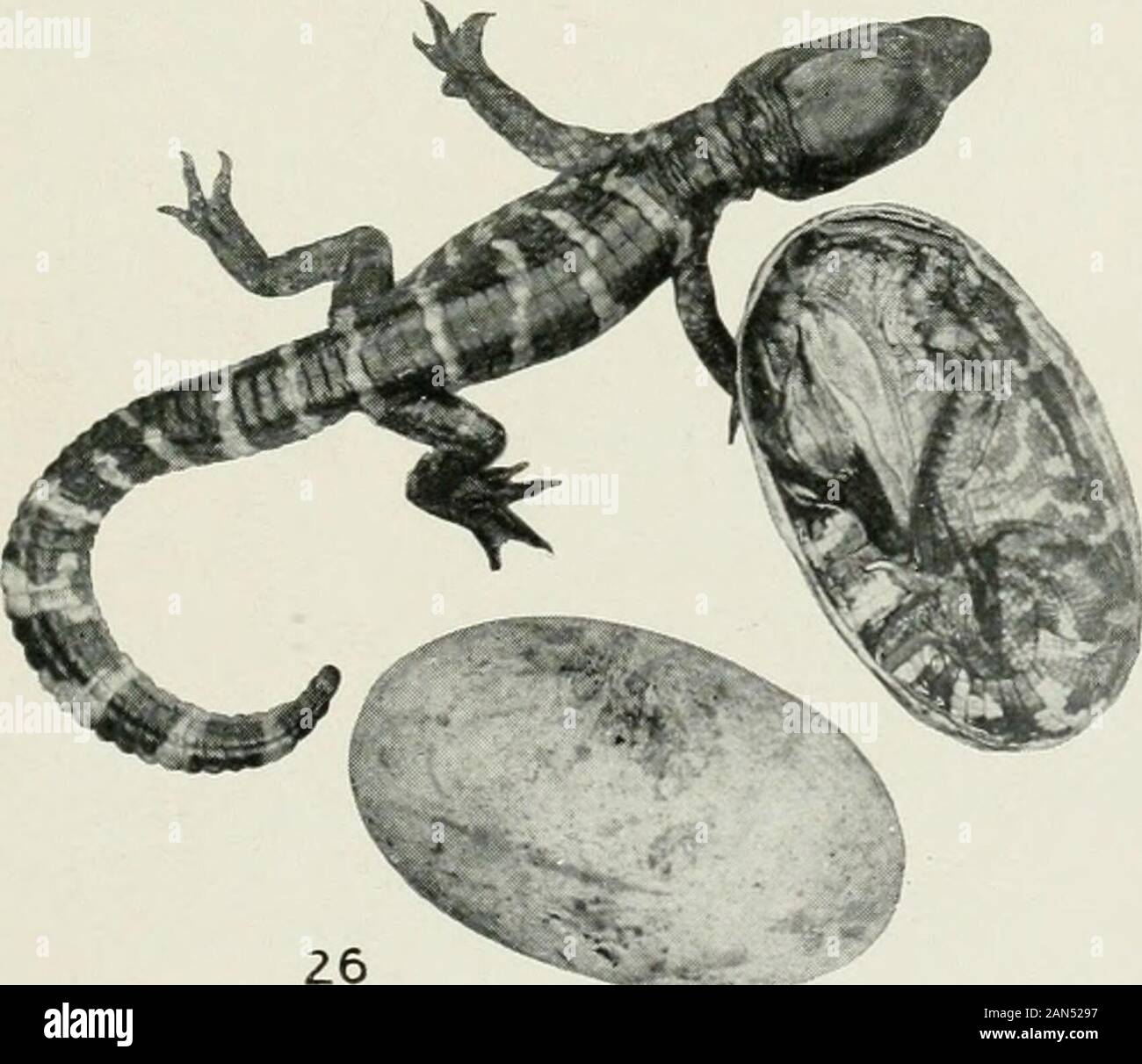 The alligator and its allies . Plate XXVIII. 25, Stage XXII, Alligator Embryo; 26, wStage XXIII, Alligator Just Hatched and Relative Size of Egg. 4 BIBLIOGRAPHY Adams, A. L., The Wanderings of a Naturalist in India. Edinburgh, 1867.Anderson, A., An Account of the Eggs and Young of the Gavial {G. gangeticus), Proc. Zool. Soc, 1875, p. 2. 3. Balfour, F. M., Comparative Embryology, vol. 2. 4. Battersby, J., Crocodiles Egg with Solid Shell, Nature, vol. 48, no. 1237, p. 248.BiscHOFF, tjber den Bau des Crocodilherzens, besonders von C. lucius, J. Miillers Archiv, 1836.BoAKE, Bancroft, The Nest of t Stock Photo