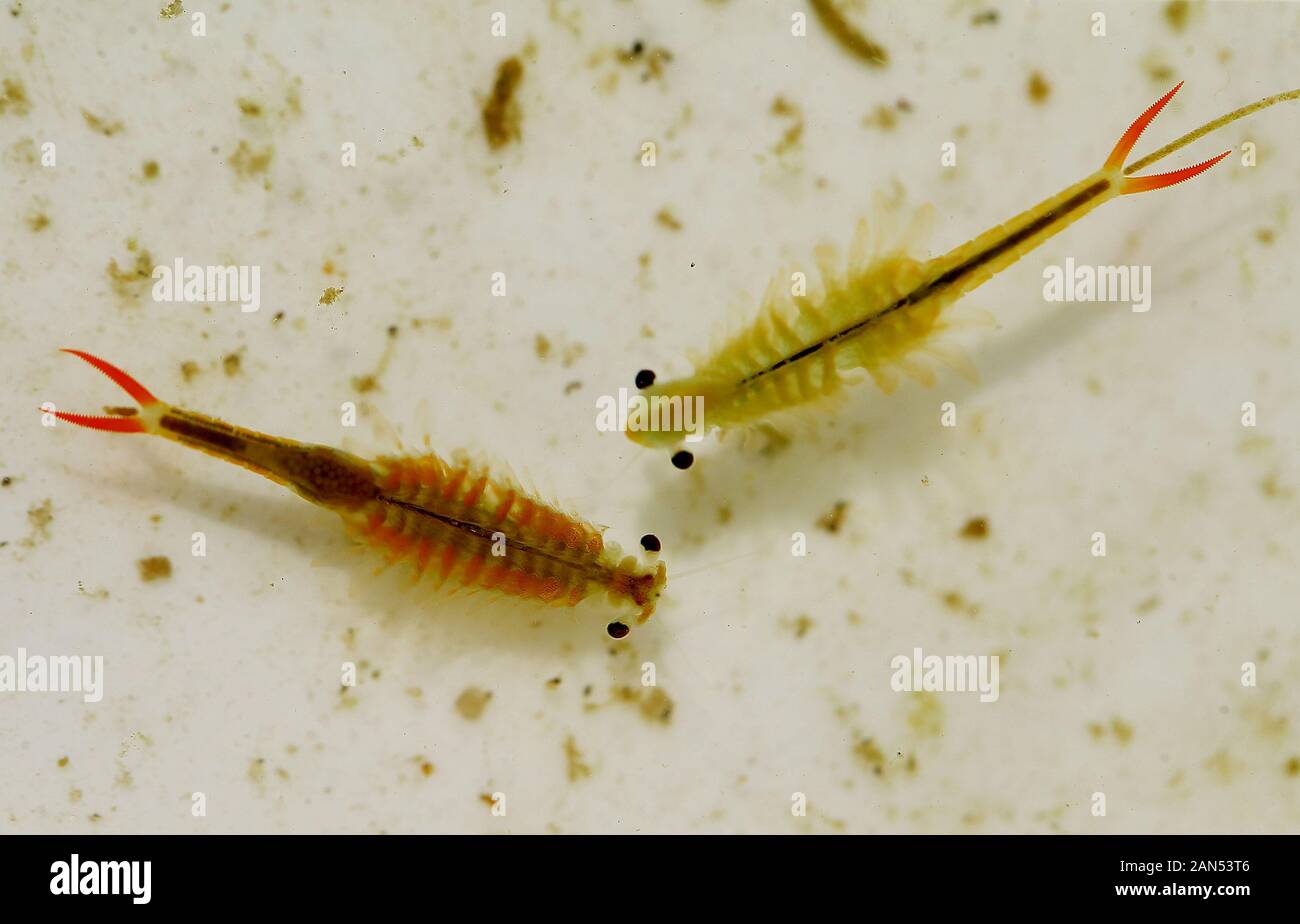 --File--The vernal pool fairy shrimp, or Anostraca is seen in Lianyungang city, east China's Jiangsu province, 2 July 2019. Stock Photo
