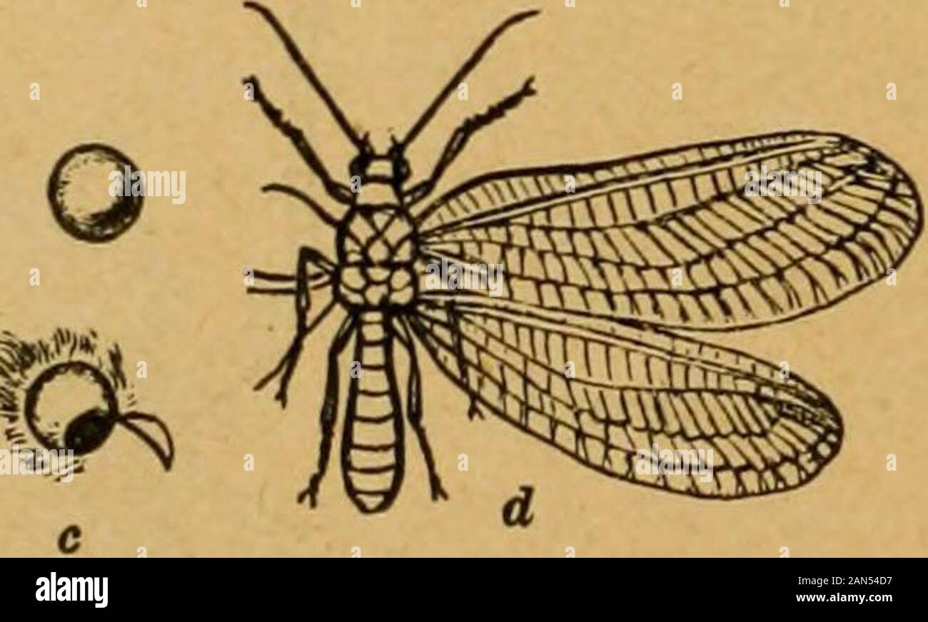 A preliminary introduction to the study of entomologyTogether with a chapter on remedies, or methods that can be used in fighting injurious insects; insect enemies of the apple tree and its fruit, and the insect enemies of small grains . Fig. 95.—Lace-wing: a, eggs on leaf; h, larva; c, d, mature insect.[After Riley.] Other species of Aphididse that have been taken upon smallgrain are the following as nearly as they have been determinedand reported: SiPHONOPHORA GRANARIA Kirby. Aphis mali Linn.Aphis—sp.Myzus—sp.Meqouea—sp. TOXOPTERA GRAMINUM Rond. Callipterus—sp.Rhopalosiphum—sp. TOXABES sp. S Stock Photo