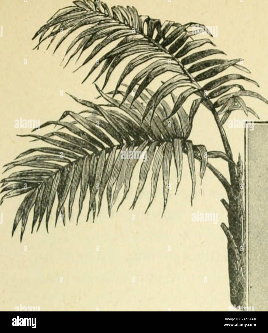 Seven years in Ceylon: stories of mission life . ille GirlsBoarding-school, which was, perhaps, the first boarding-school for girls in a heathenland, having been commenced in 1824. After Miss Agnew went to Ceylon, she became the head of this boarding-school.She remained in Ceylon for forty-three years without once going home for a rest or achange. hen friends would ask her, Are you not going to xVmerica for a vacation ? she would always re[)ly, No ; I have no time to do so. I am too busy. Throughall those forty-three unbroken years, during which God granted to her remarkablehealth, she was t Stock Photo