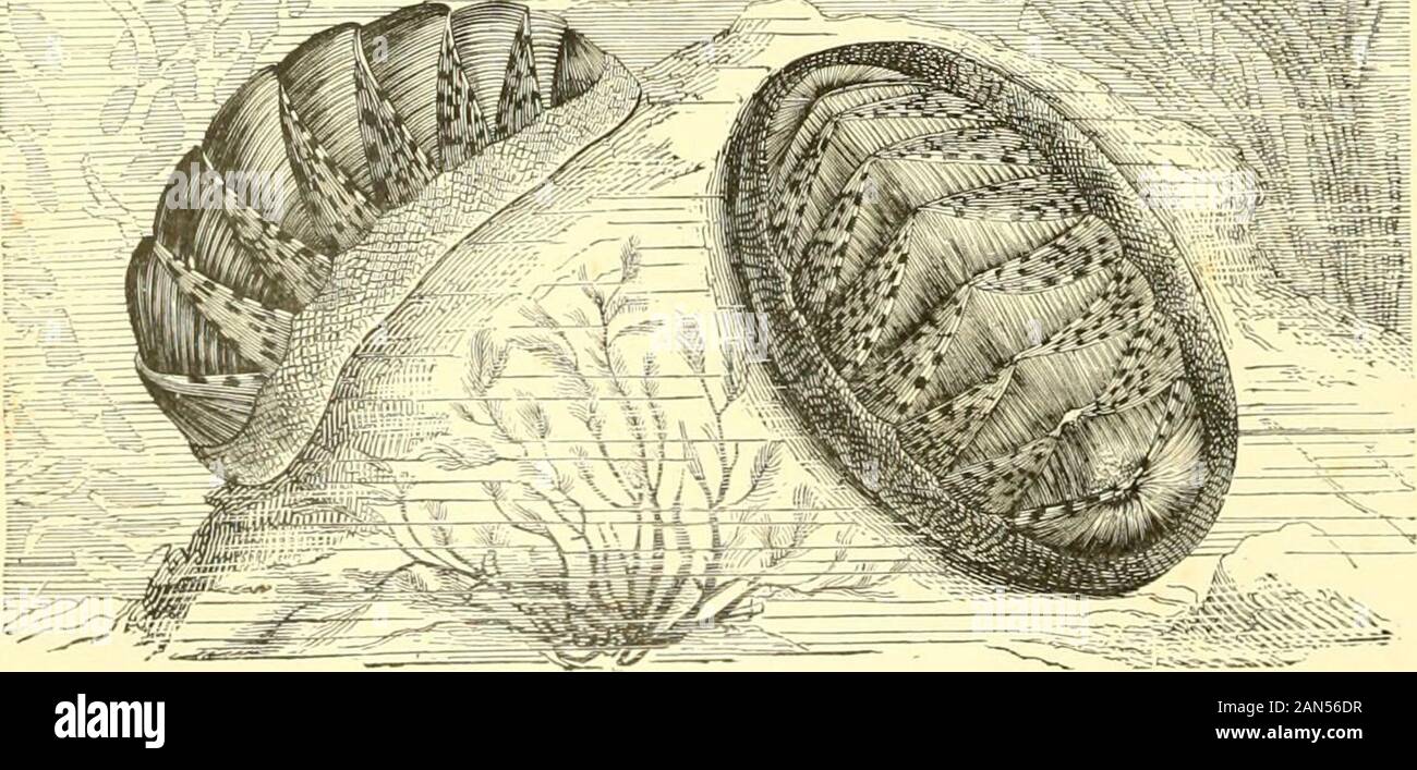 The royal natural history . The group is divided into the two ordersPolyplacophora and Aplacophora; and is regarded by some authors, and perhapscorrectly, merely as an order of Gastropoda, and not forming a distinct class. Chitons,—Order Polyplacophora. The well-known chitons (Chiton idee) are the only forms included in thisorder, and are externally recognised by their shells consisting of eight separate pieces or valves, asthey are termed,which are arrangedover the back, andconnected at the sidesby the tough marginof the mantle inwhich they areembedded. In mostcases the valves areclose togeth Stock Photo