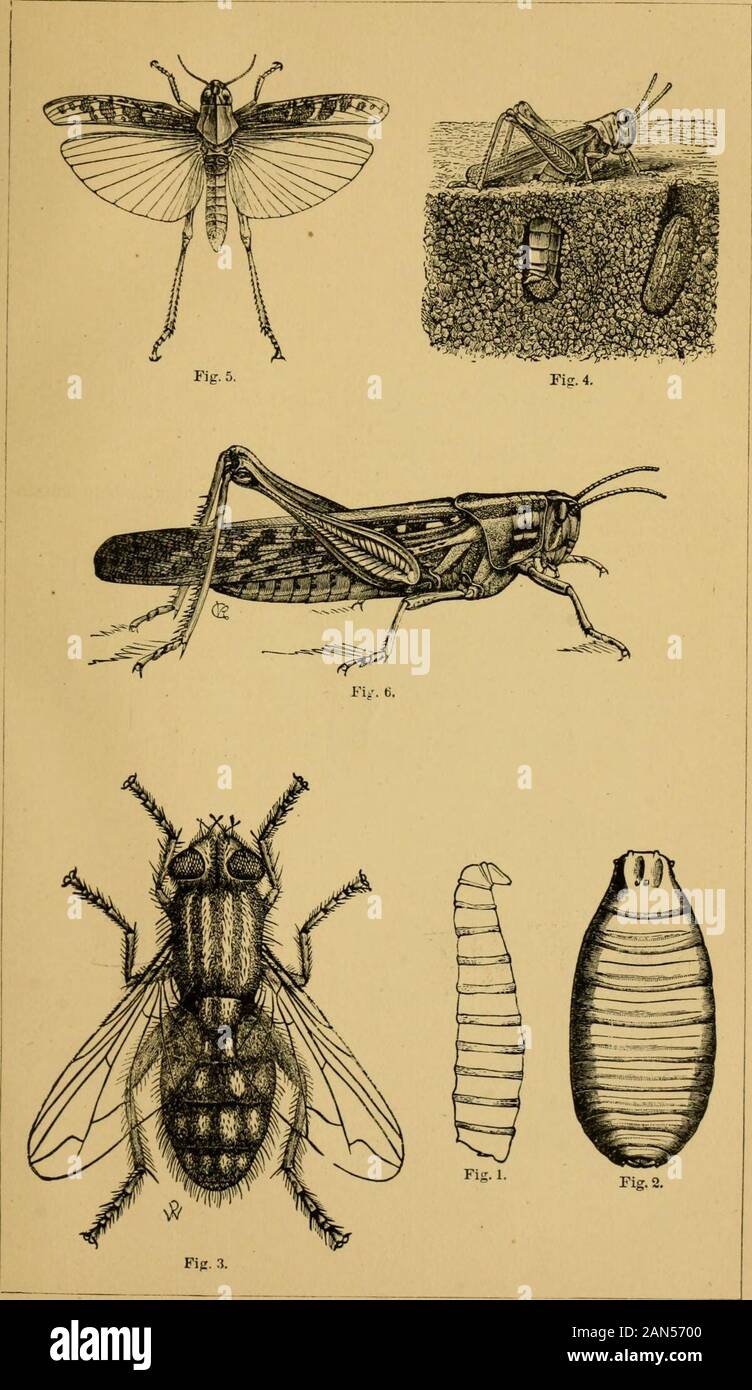Report on the Rocky Mountain locust and other insects now injuring or likely to injure field and garden crops in the western states and territories . Tig. 6 Parasites and Enemies of tho Rocky Mountain Locust. EXPLANATION OF FLATE LXIV. Fig. 1. Larva of Sarcopliaga carnarla, enlarged.Fig. 2. Pupa-case of the same, enlarged. Fig. 3. Adult of the same, enlarged. (Figs. 1-3, Emerton del.) Fig. 4, Red-legged locust, engaged iu laying Its eggs ; to the right, a hole contain-ing an egg-mass, natural size. Fig. 5. (Edipoda (Camnula) peUucida (atrox), Enaerton del.Fig. (3. Acrijdium americanum, natural Stock Photo