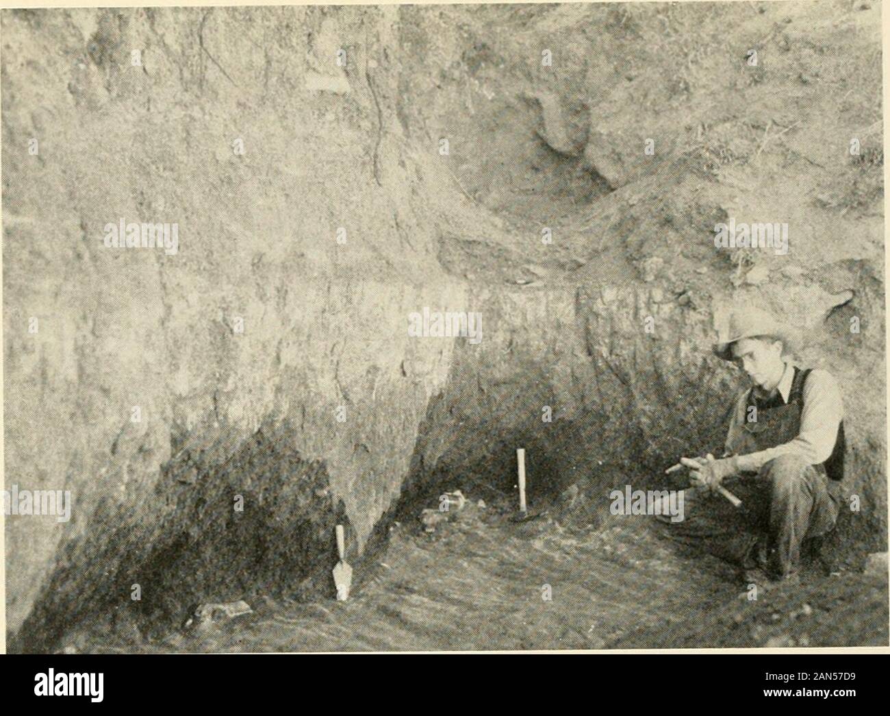 Smithsonian miscellaneous collections . fe^^l; t&gt;p- ,&gt;. 2 Deep Pit at the Beginning of Investigations Alan is standing un level where material was obtained. SMITHSONIAN MISCELLANEOUS COLLECTIONS VOL. 94, NO. 4, PL. 3. I. SOIL LAYER IN WHICH SPECIMENS OCCUR Bones are resting on top of Oligocene bed. A. L. Cof¥in at right of picture. t&gt; Stock Photo