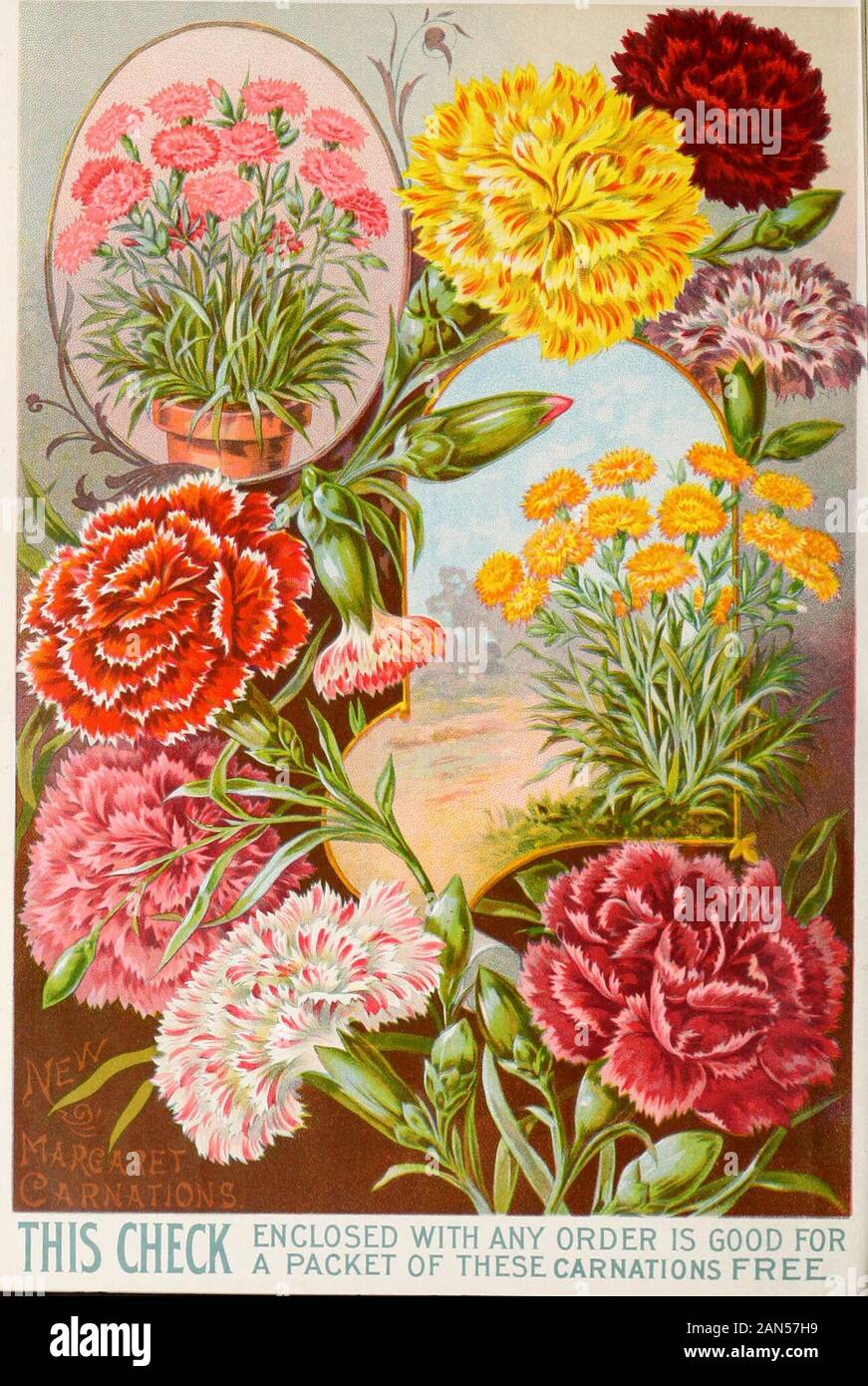 Childs' rare flowers, vegetables & fruits for 1895 . t on all other Carnations, which nobody ever thought of. Think of getting Carnations in flowerfrom seed ia about four months, which lasts throughout the winter, and of various colors, white, pink, scarlet,purple, red, striped, mottled, flaked, variegated, etc. We say without hesitation, that it is the most importantflower-seed novelty in many years. They are alike valuable for pot culture or for the garden, and in eithercase they are exquisite. MIXED, ALL COLORS—White, pink, scarlet, striped, blotched, violet, purple, rose, variegated, etc., Stock Photo
