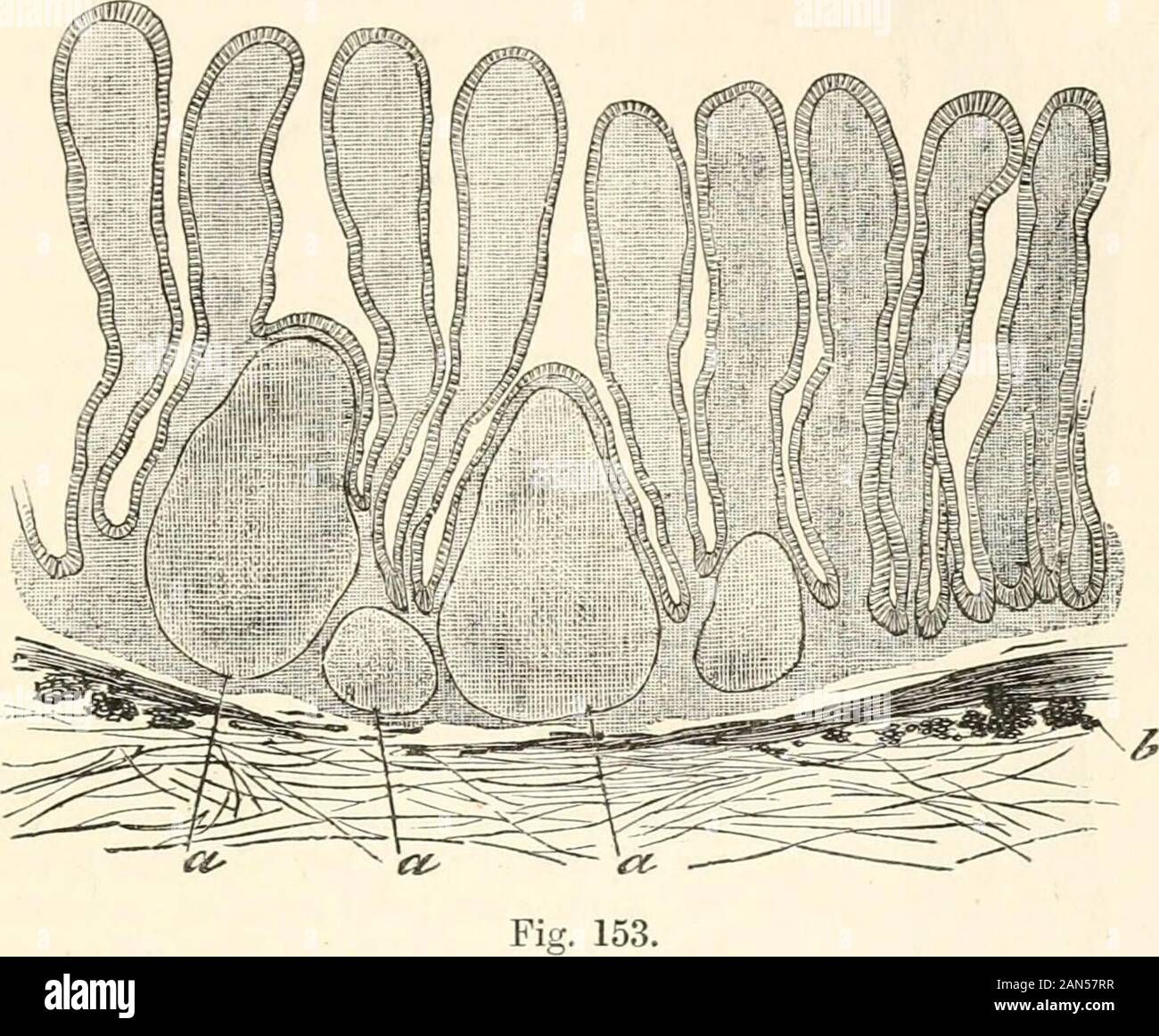 ileum histology drawing