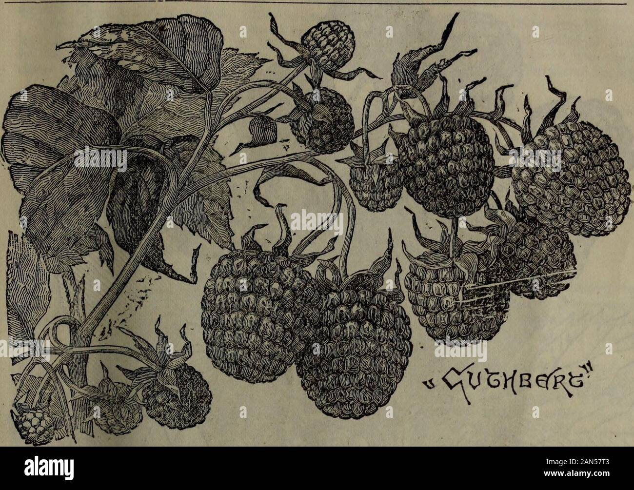 T.CRobinson's Catalogue of small fruits and grape vines, Owen Sound, Ont. . a?the Turner, but earlier and firmer, and are confident we have it in the Crimson Boauty. Price—50 cents each ; $5.00 per dozen. T. C. Robinson, Owen Sound. 17. CUTHBERT. I have well tested this, and regard it as decidedly the most valuable of all testedvarieties for market, as it is firm, large to very large, good color when first ripe, well-flavored, and enormously productive with good treatment ; but it needs to be supple-mented with an early berry, as it is medium to very late in ripening. It deserves tobe in every Stock Photo