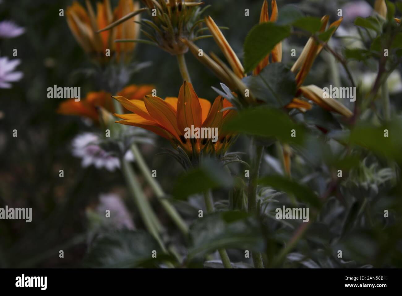 Close up of a Flower Bush in Australia during spring Stock Photo
