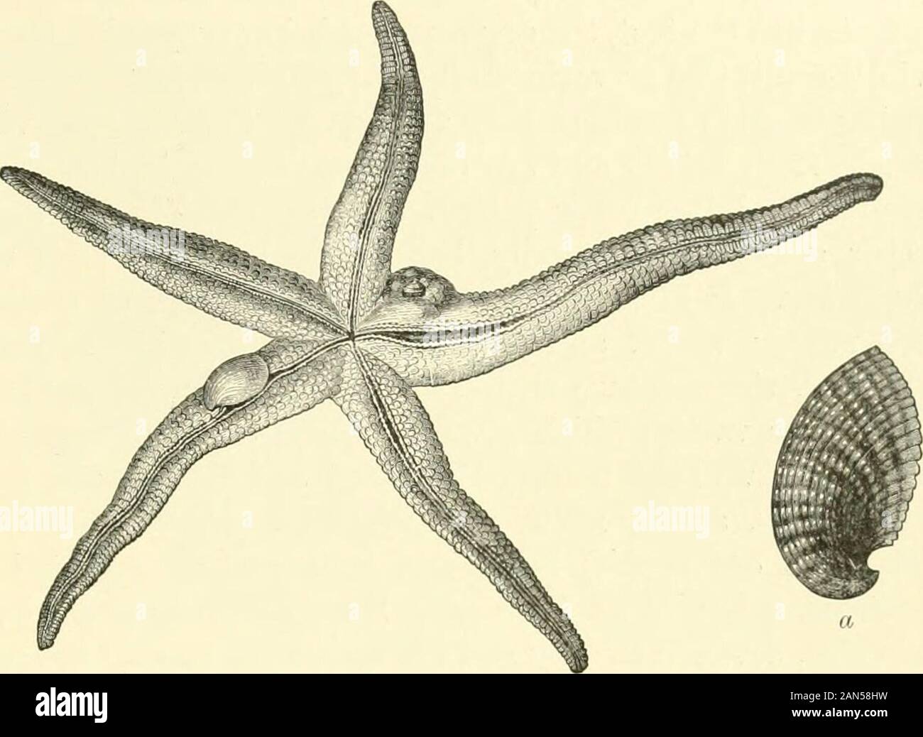 The royal natural history . ensis and Capulus hungaricus,—and a third,Crepidula fomicata, supposed to have been imported with American oysters, isbecoming an established resident on the Essex coast. Closely allied to Capulusis Tliyca crystallina, which lives parasitic upon star-fish at Mauritius and inother parts of the Indian Ocean. In the family Xenophoridai are contained aremarkable group of molluscs known as carrier-shells, so-called from the instinctivehabit some of them possess of carrying about with them shells, stones, and othersubstances, which they cement to the exterior of their own Stock Photo
