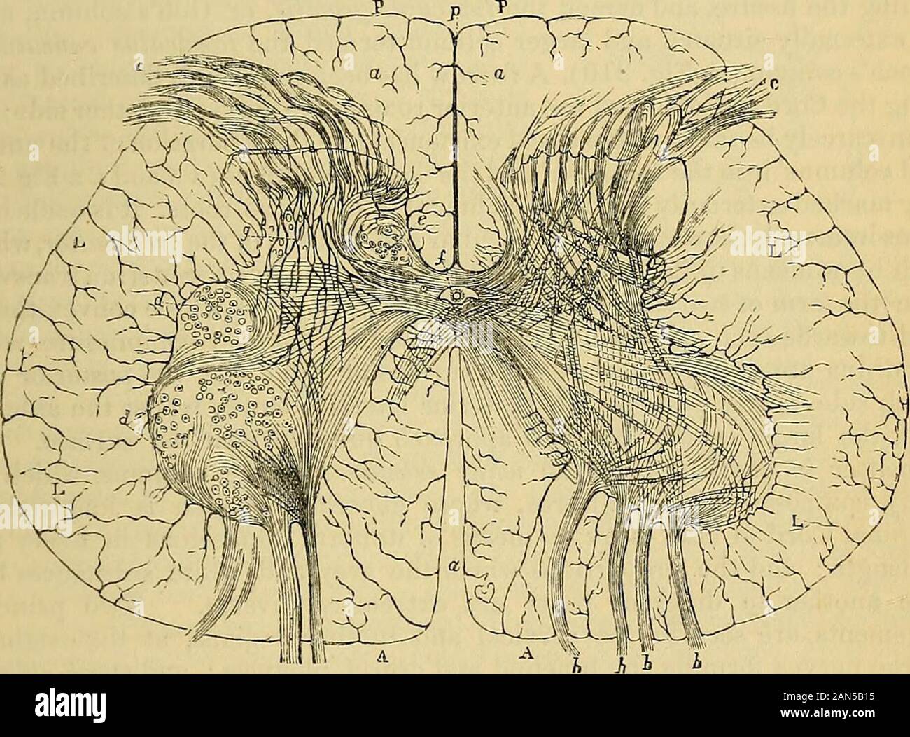 Carpenter's principles of human physiology . s, a translation of hispaper entitled Die Ergebnisse neuerer Untersuchung, &c, in Fosters Journal of Physio-logy, vol. i. 1878, p. 196. STRUCTURE OF THE SPINAL CORD. 565 mence with the Cranio-Spinal Axis; which, as already pointed out, may beconsidered as constituting the fundamental portion of this apparatus. Theentire Axis is divided into its Cranial and its Spinal portions, the passage ofthe Cord through the foramen magnum of the occipital bone being con-sidered to mark the boundary between them; and although the separation ofthe Medulla Spinalis Stock Photo