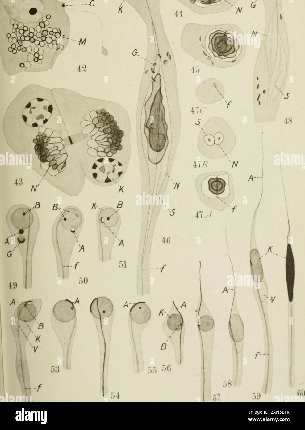 Quarterly journal of microscopical science . G. OX &gt; R.H.Bowen. del. On the Biology and Structure of the Larvaeof Hydrophilus caraboides L. ByE. N. Pavlovsky, 3I.D., D.Sc. Professor of Zoology at the Military Academy of Medicine, Petrograd. With Plate 27 and 16 Text-figures. In May 19LS I captured in the vicinity of Petrograd somecocoons of a hydrophilus beetle, one of which I kepi for breedingpurposes. On June 13 there emerged about fifty small larvaevery similar to Hydrophilus caraboides. These latterare characterized by the presence of a pair of lateral (pleural)appendages covered with a Stock Photo
