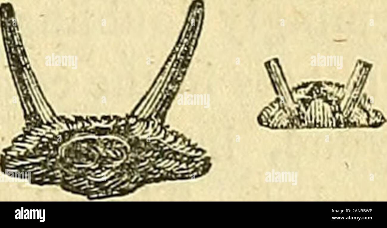 The American journal of science and arts . A Miscella7iies. 379 Abdomen and tail wanting in our specimen, believed to be tuber-cular throughout—(as a fragment presents that appearance.) Breadth of the head one inch and a quarter; length three quartersof an inch. (2.) Ceratocephala ceralepta. Communicated to the Western Academy of Natural Science at Cincinnati, April14th, 1838, by John G. Anthony. Ceratocephala ceralepta.—Clypeo antice rotundato, subplano, Vgranulato. Margine crenulata. Cornibus prorsum expansibus et gracilibus.* The buckler is semi-lunate, surface covered with fine granulation Stock Photo