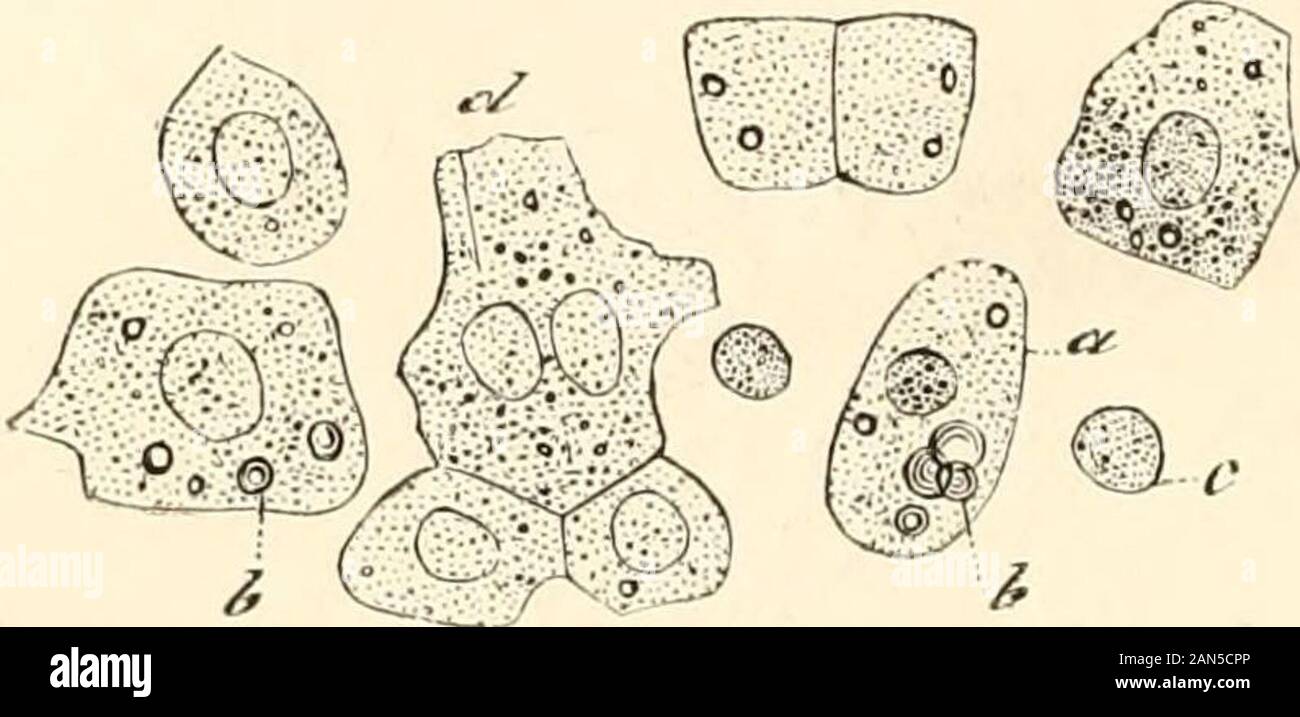 A manual of human physiology, including histology and microscopical anatomy, with special reference to the requirements of practical medicine . the portal vein zone, whose cells under certain circumstances are particu-larly apt to undergo fatty degeneration; while there is an area lying midwaybetween the two foregoing—the hepatic artery zone—which is specially liable toamyloid or waxy degeneration.] 348 STRUCTURE OF THE LIVER. The Hepatic Cells (Fig. 141, II, a) are irregular polygonal cells of aboutth of an inch (34-45^) in diameter (Fig. 142). The arrangement of the capil-laries within a lob Stock Photo