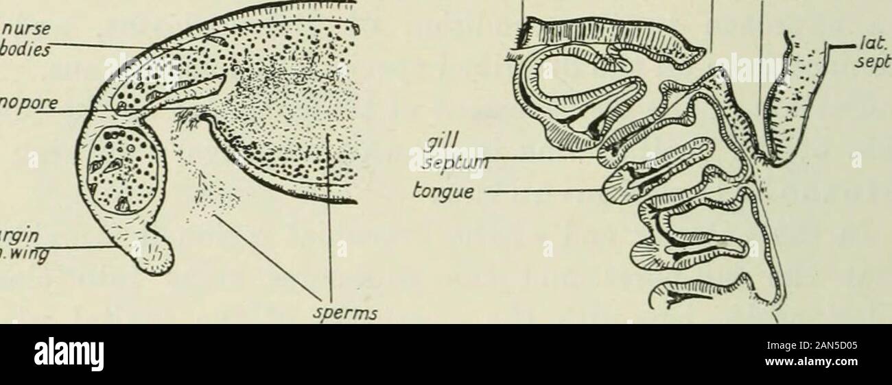 Quarterly journal of microscopical science . l region, and if the same distance between themis retained over the length of the genital region there oughlto be some 120 pairs of gonads and gonopores. The outer and inner lobes of the .looi.oI are separated bya lateral septum which extends from the region f til. linethe gonopores to the dorsal genital groove, and il 588 ALEXANDER MEEK displayed in all the sections figured. This is the dispositionof the septum in the branchial region, but with the disappear-ance of the gills the septum is extended medially to be attachedto the upper part of the po Stock Photo