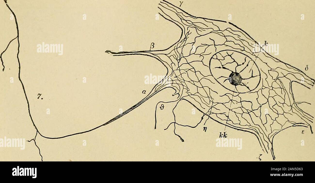 Organic and functional nervous diseases; a text-book of neurology . Neurones, 1, anterior horn of sjiinal cord; 2, optic thaluiniis; 3, posterior spinal ganglion (chickembryo); 4, cerebellum ; 5, cerebral cortex, surface layer. 24 THE STRUCTURE OF THE NERVOUS SYSTEM. Fig. 2.. Large pluripolar ganglion cell of the ventral paramedian field of the abdominal cord of Lvmbriciis.A primitive fibril is seen on its way to a ganglion cell becoming thinner, owing to the emission of theside fibrils. A very complicated intracellular reticulum of neuro-fibrils is to be made out in the forma-tion of which th Stock Photo