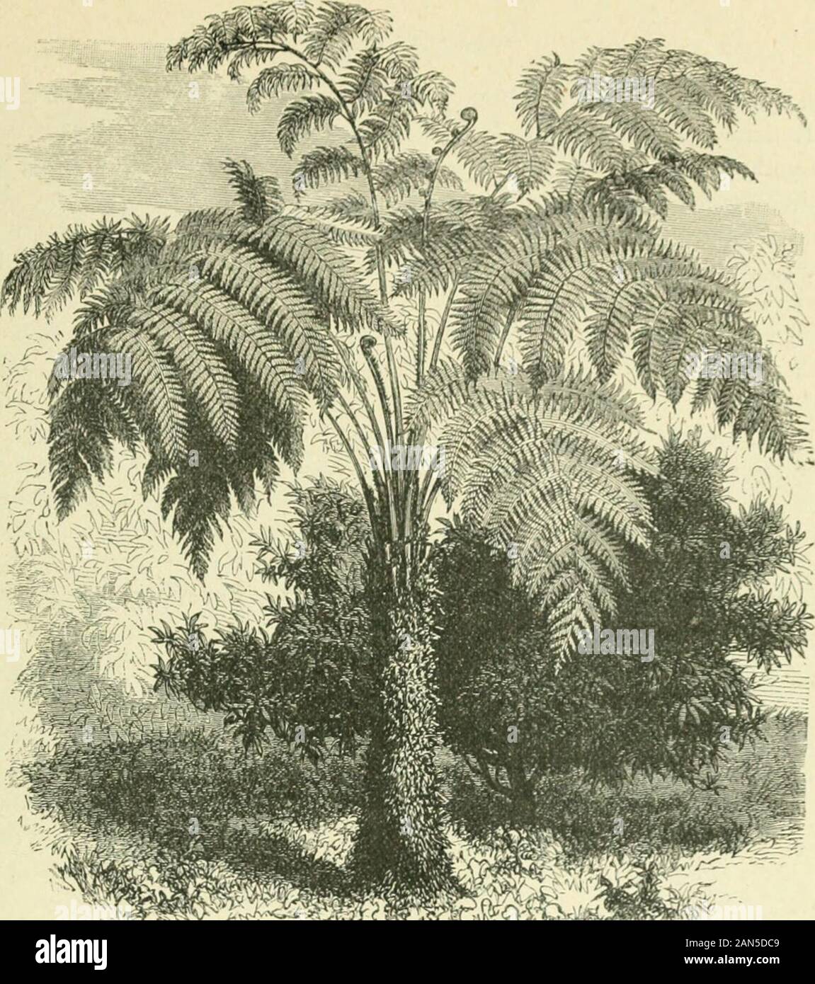 Seven years in Ceylon: stories of mission life . A VIEW IN CliVLON.. A TREE FERN. numbers have now swelled to 340. I long to be back again. I shall return withnew courage, and hope to make up for my short holiday by the renewed vigour wiihwhich I shall be able to go on with my duties. Sister has had three Christian singersover from India during my absence. Two were from the Madura Mission and onefrom Trichinopoly, South India. The latter chants the psalms beautifully, using theGregorian or Free Chants, which are very easy, and which are liked much by ournative Christians, and thus Gods words a Stock Photo