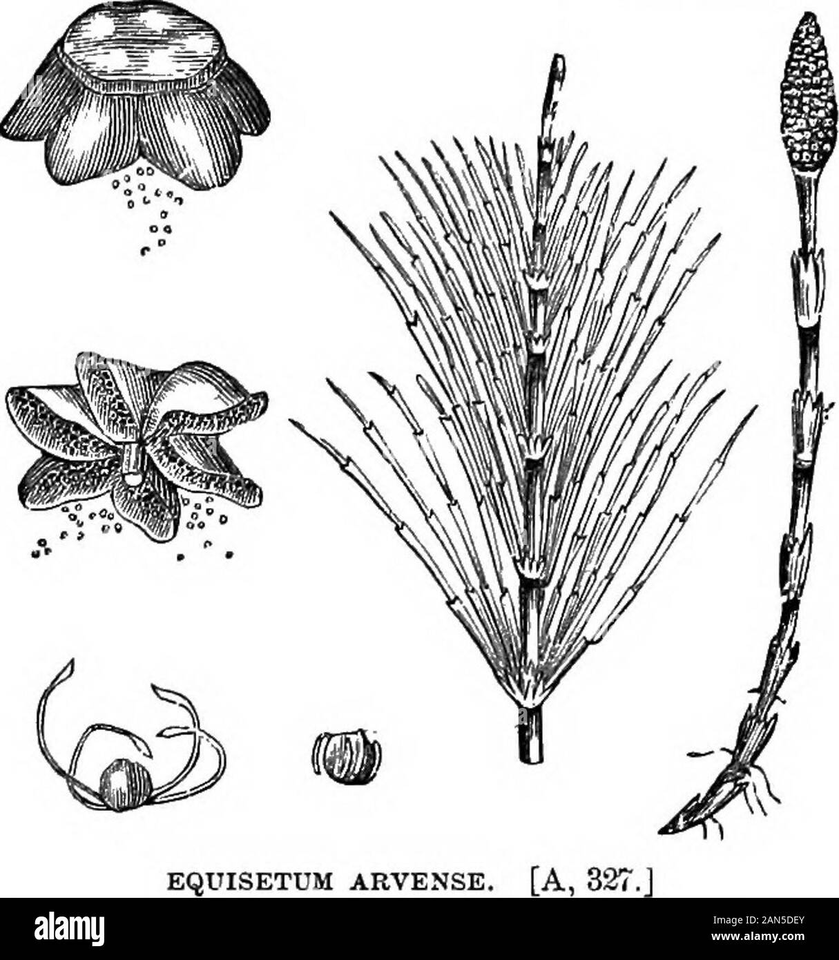 An illustrated encyclopædic medical dictionaryBeing a dictionary of the technical terms used by writers on medicine and the collateral sciences, in the Latin, English, French and German languages . division Pteridophyta. [B, 19,121,170,180 (a, 24); B. 75, 245^—E. arvense. Fr,, petil prele, verrine,queue de rat (ou de renard), jaunetrole. Ger., Ackeirkandelwisch,Ackerschachtelhalm, Kanne.nhtUut, Zinnheu, Duivock, Pferde-schwanz, Katzenwedel. The field-horse tail or bottle-brush ; a spe-cies growing in meadows and low sandy places in Europe, NorthAmerica, and northern Asia and Africa. The stalks Stock Photo