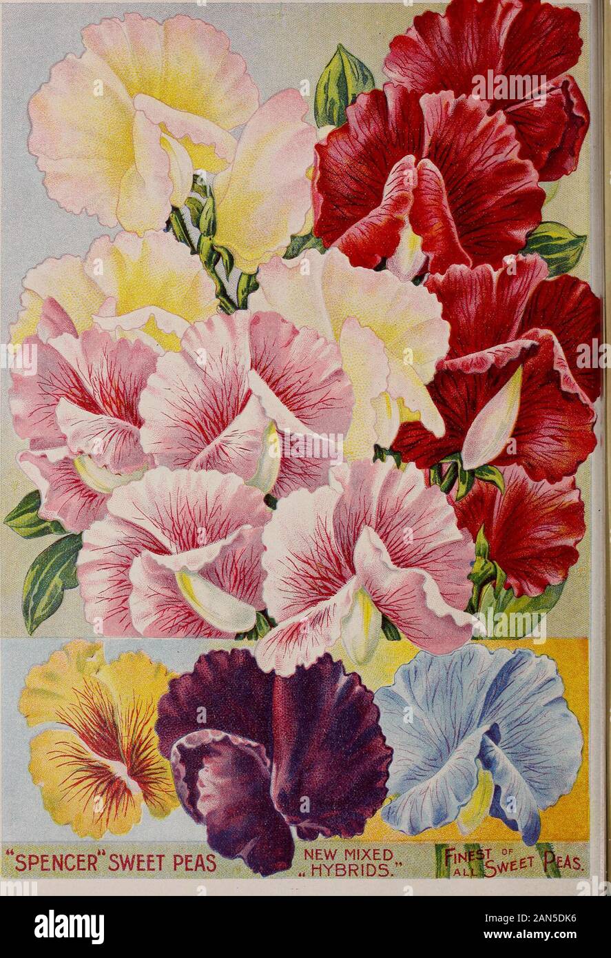 Childs' combination catalogue for 1910 : flower seeds vegetable seeds summer bulbs hardy bulbs and plants house plants shrubs new fruits and dutch or full bulbs . SPRING CATALOGUE OF SEEDS, BULBS AND PLANTS FOR 1910. 21 SWeet Peas. Our Great Collection of Grand New Varieties. One of the dear old flowers that will never go out of fash-ion. Everyone who has a yard ought to grow quantities ofthis sweetest of all flowers, that is not only a beautiful low-growing vine for gardens and decoration, but one of the mostuseful of all in furnishing material for vases, bouquets, andall 3ut flower work. Pla Stock Photo