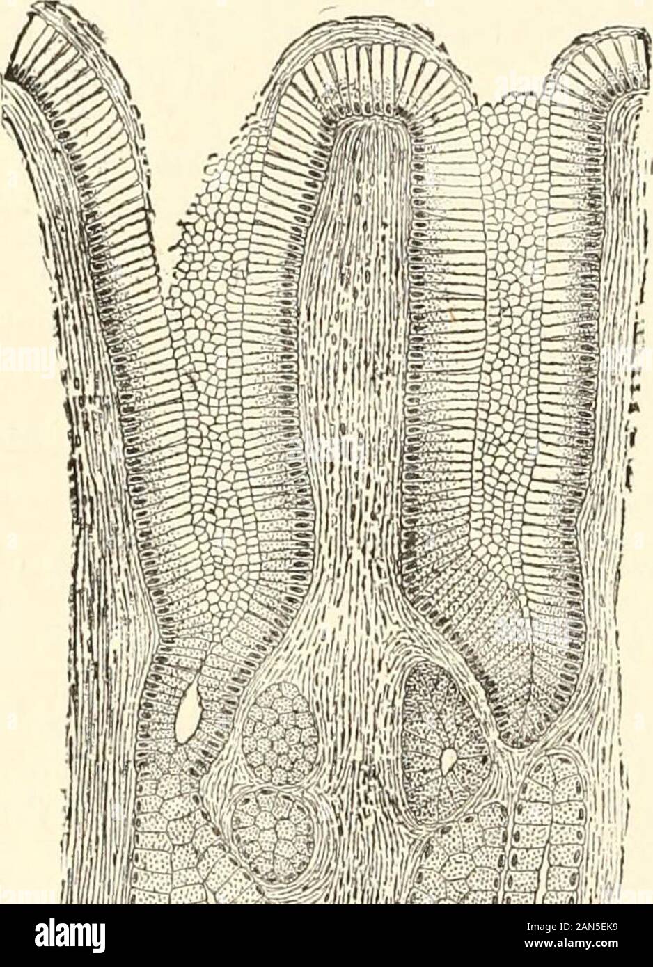 A manual of human physiology, including histology and microscopical