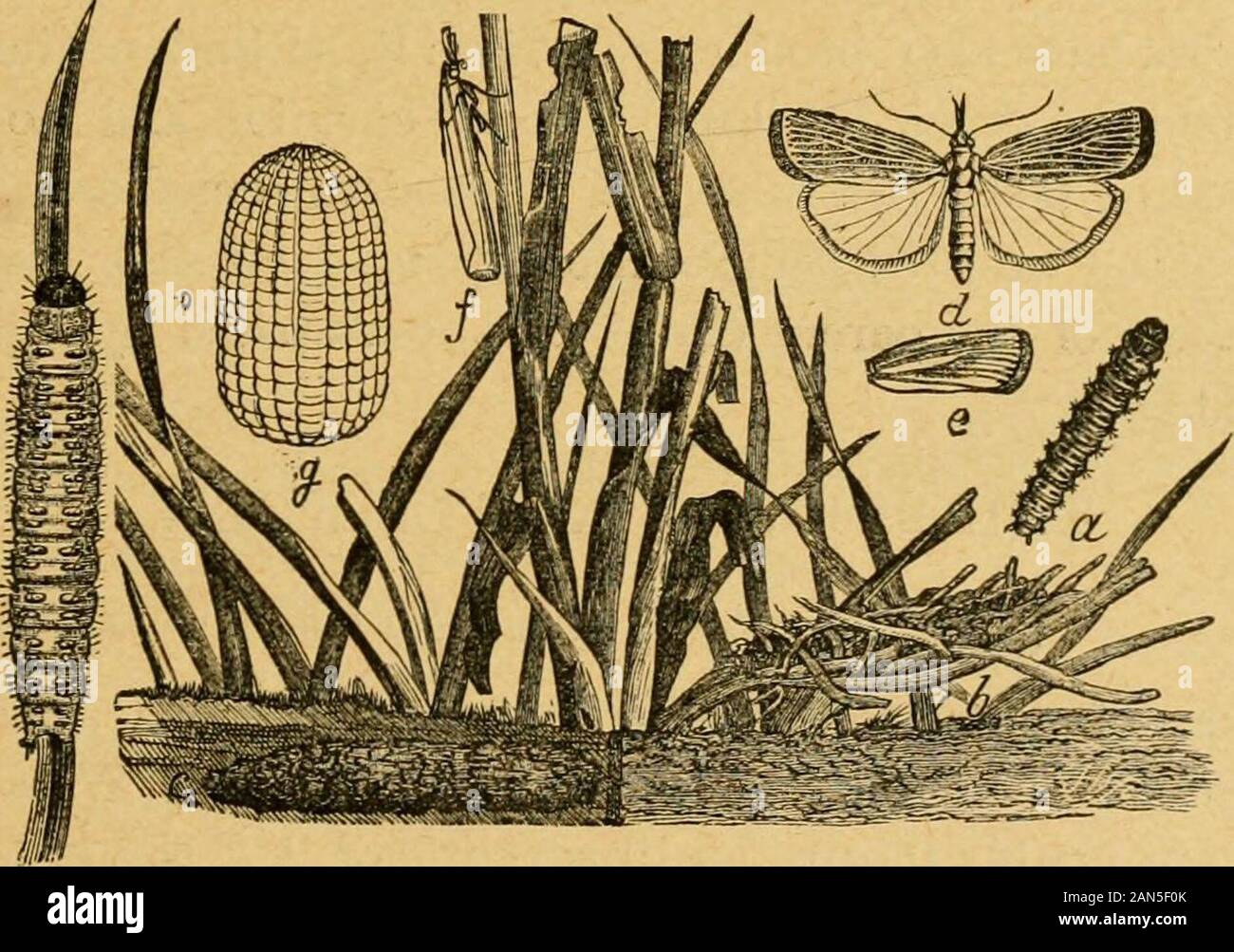 A preliminary introduction to the study of entomologyTogether with a chapter on remedies, or methods that can be used in fighting injurious insects; insect enemies of the apple tree and its fruit, and the insect enemies of small grains . iquids. THE VAGABOND CEAMBUS. {Crambus vulqivagellus Clem.)The insect which is figured herewith, although normally a Fig. 50.—Ephestia inter-punctella: a, larva; 6, pupa;c, imago—enlarged; d, headand thoracic joints of larvastill more enlarged,—[InsectLife.] INSECT ENEMIES OF SMALL GKAINS. 243 &lt;^rass-feediug species, is nevertiieless at times quite an enemy Stock Photo