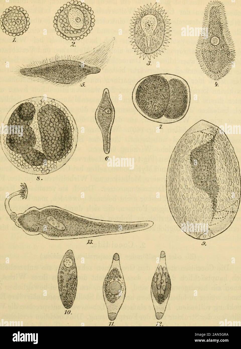 Die mikroorganismenMit besonderer berücksichtigung der ätiologie der infektionskrankheiten . form besitzen, sind mit einer widerstandsfähigen Hülle ver-sehen, also Dauerformen; die Tochtersporen („Sporozoiten), die sichin ihnen bilden, sind sichelförmig und nackt. Gewöhnlich zerfällt dieMutterspore nicht vollständig in Tochtersporen, sondern lässt einenRestkörper, den „nucleus de reliquat, ungeteilt zurück. Die Sichelsporen(Sporozoiten) werden erst, wenn sie in den Darmsaft eines anderen Wirteskommen, aus den Pseudonavicellen in Freiheit gesetzt, dringen dann unterkreisenden Bewegungen in die Stock Photo