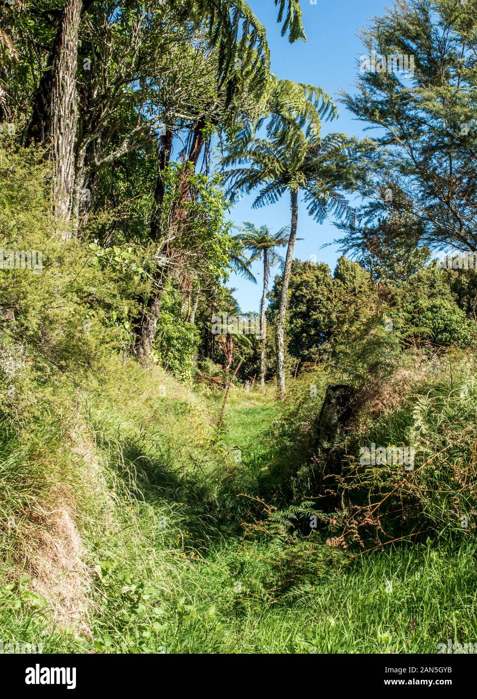 Historic Maori battle site, overgrown remains of entrenchment ditch and bank defensive earthworks fortification, Pukerangiora, Taranaki, New Zealand Stock Photo